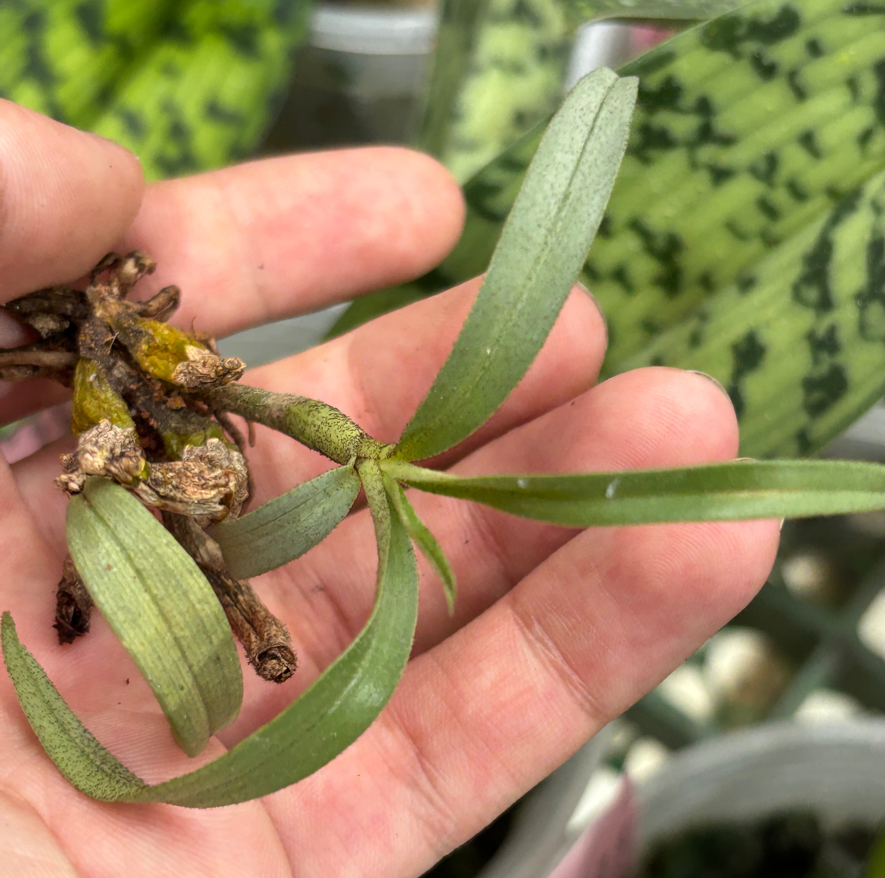 Dendrobium bellatulum