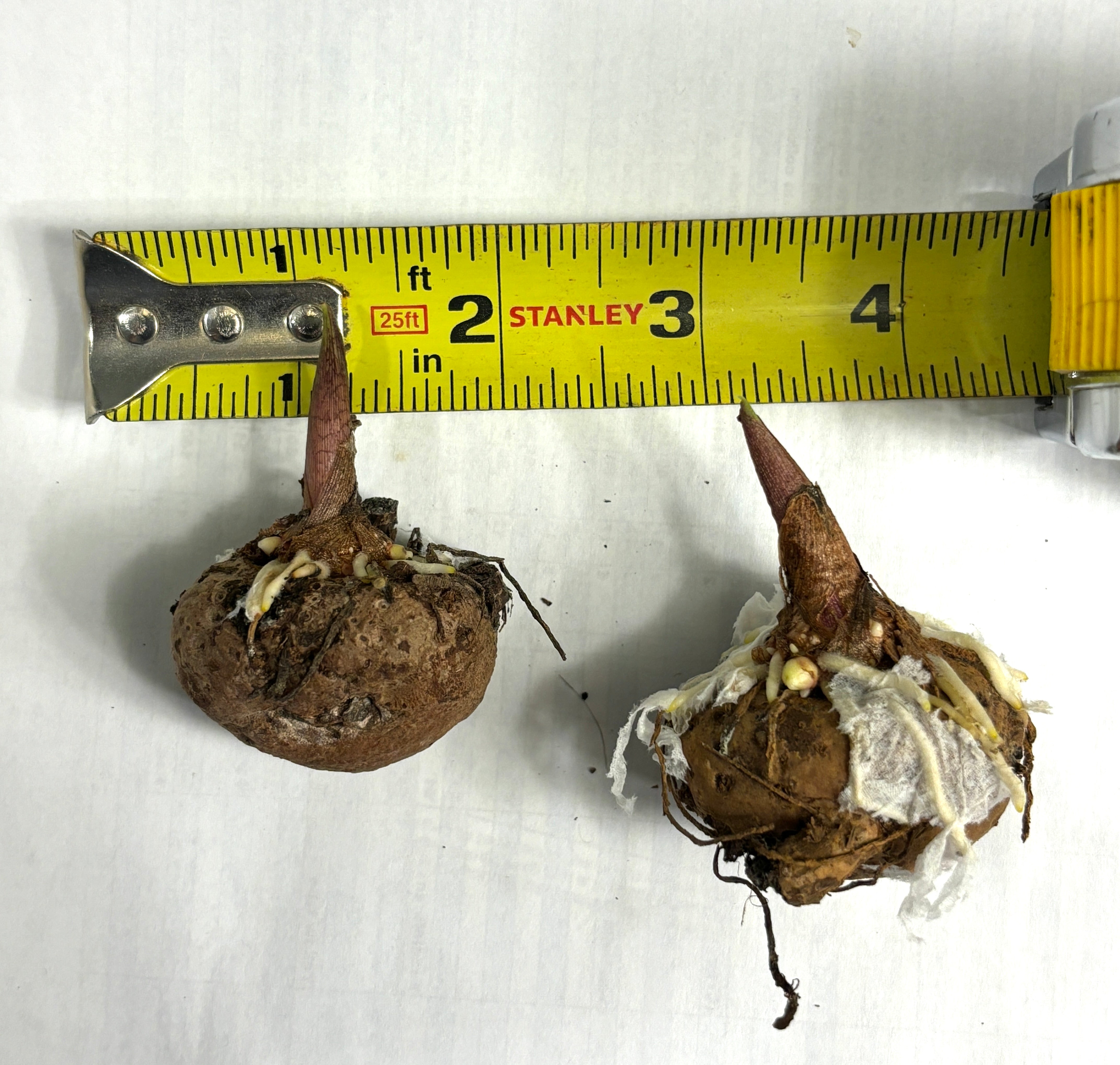 Pinellia sp. "Yellow Flower" - Amorphophallus relative