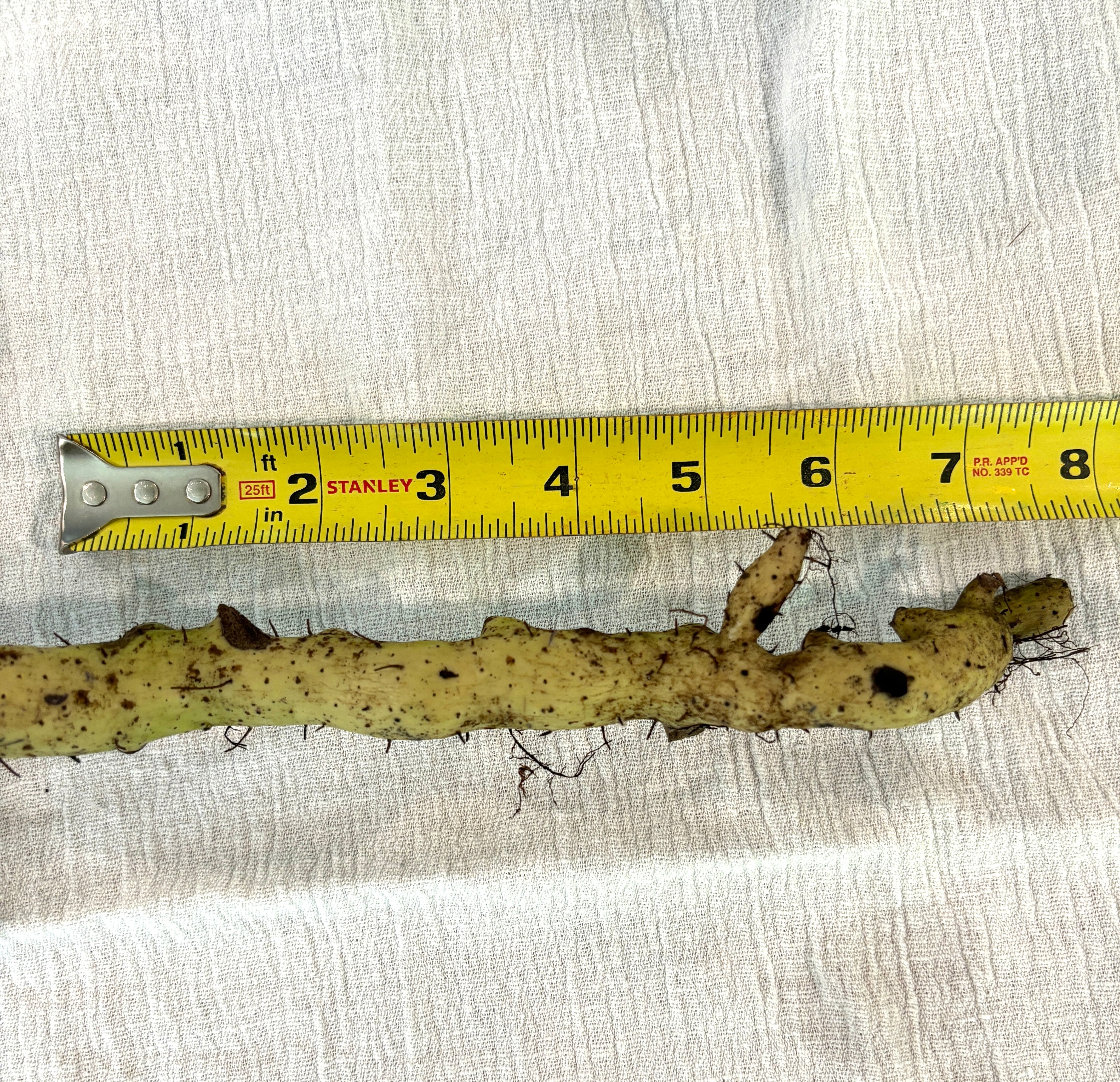 Panax vietnamensis (Ginseng)