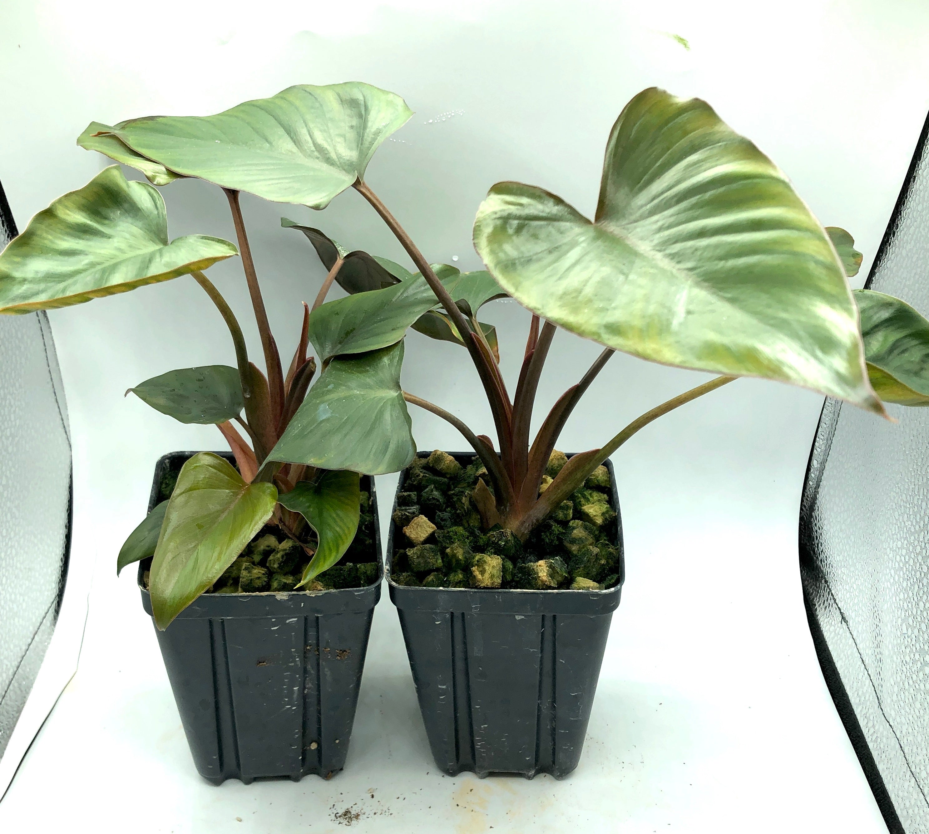 Homalomena truncata Dark