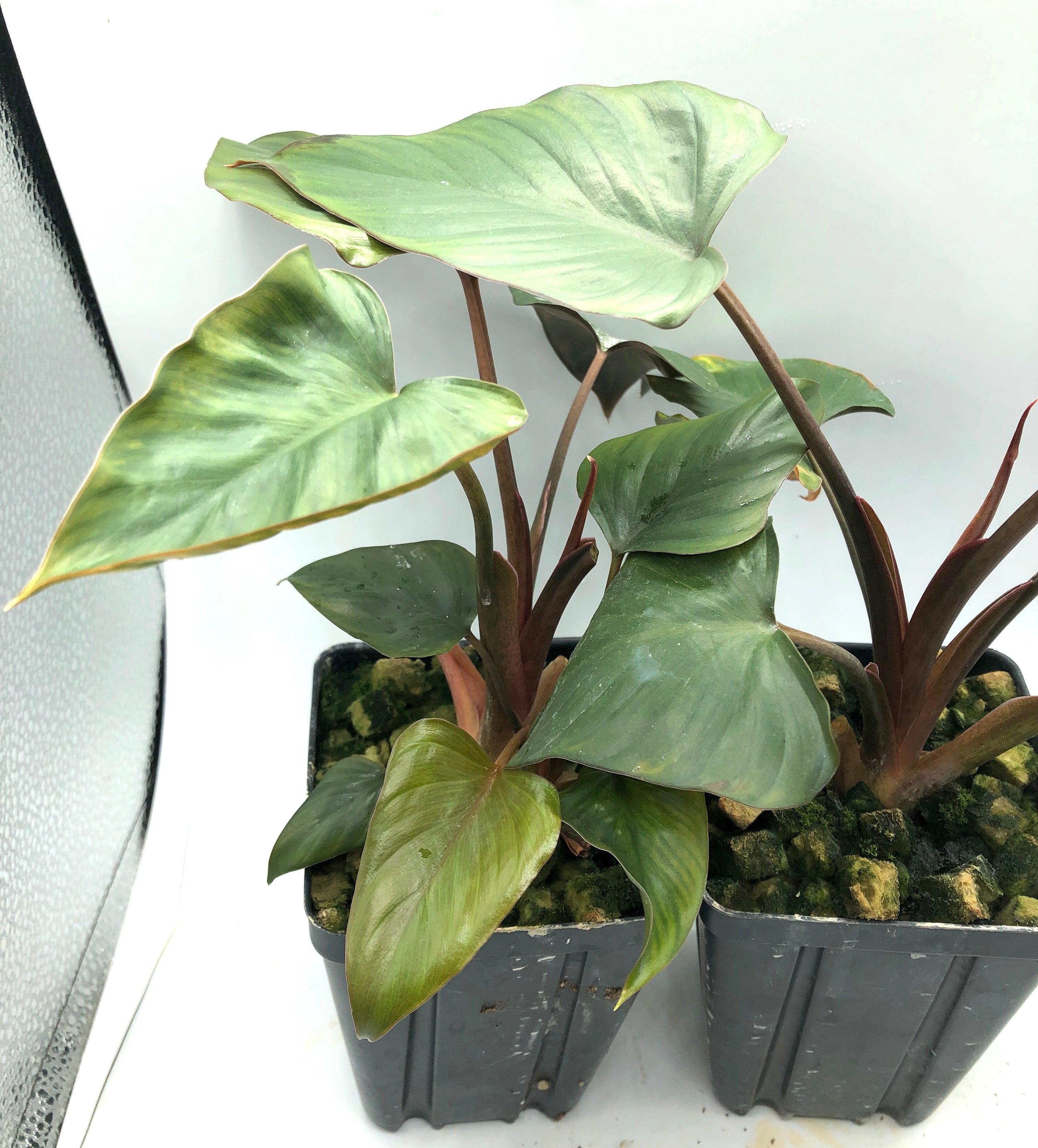 Homalomena truncata Dark