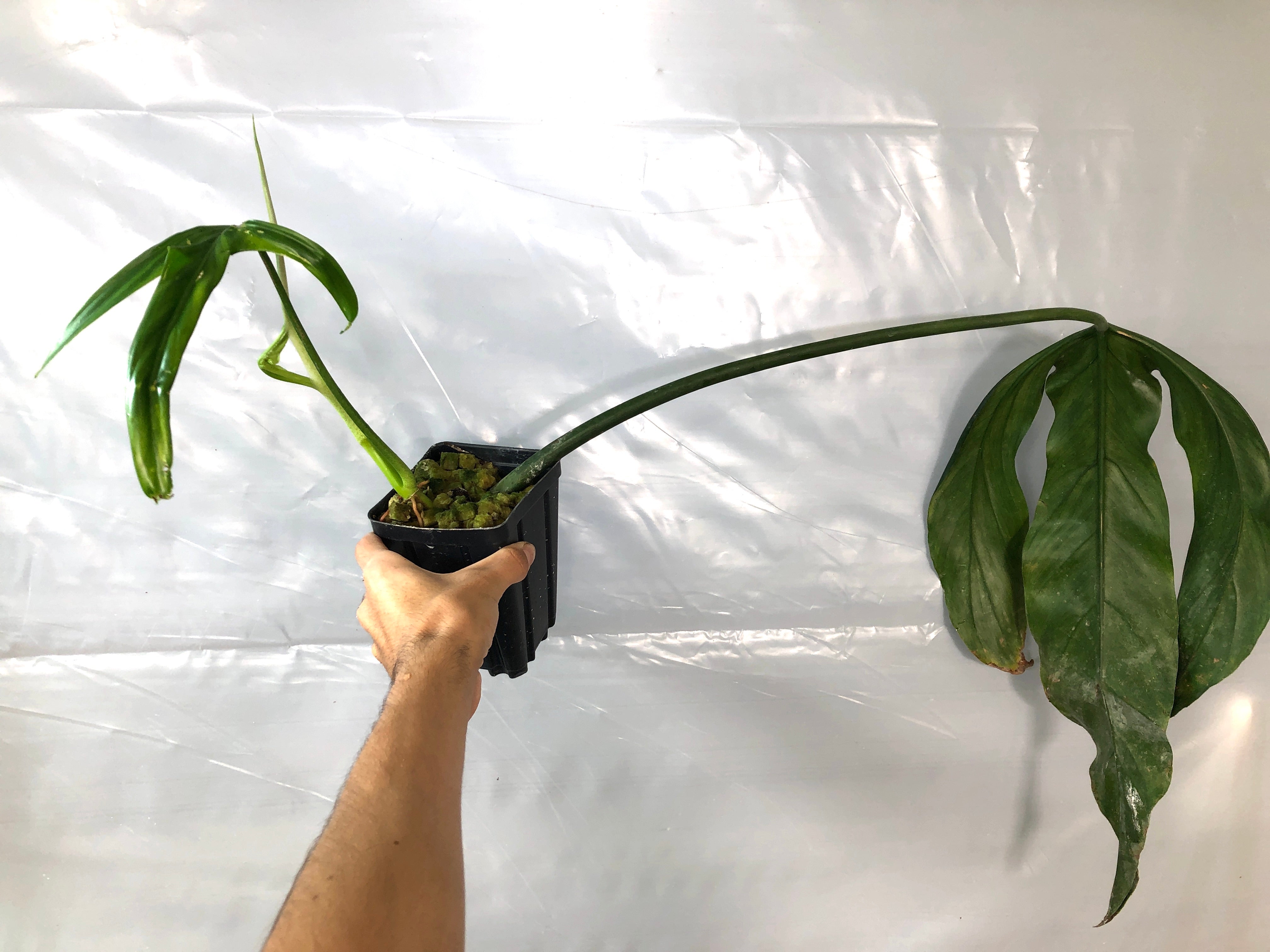 Philodendron holtonianum