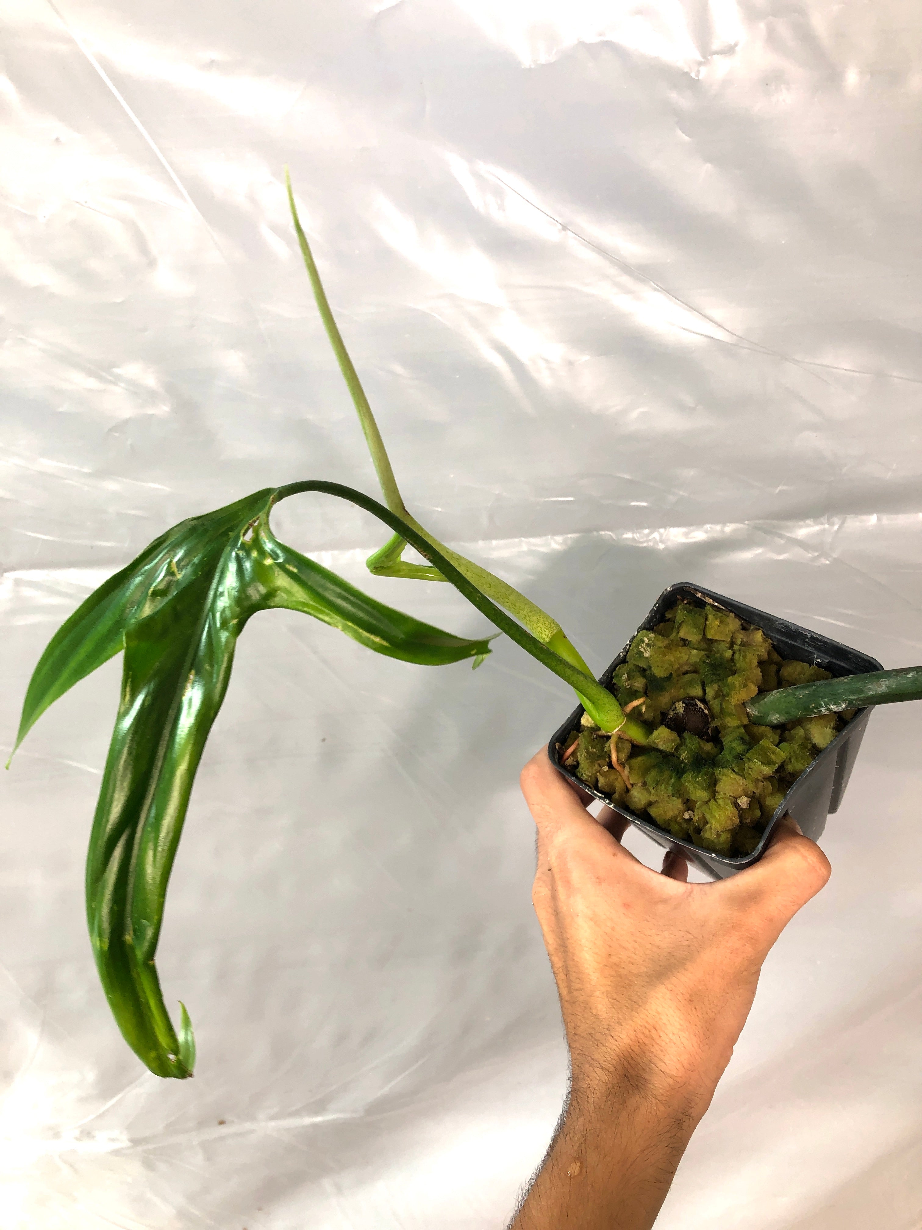 Philodendron holtonianum
