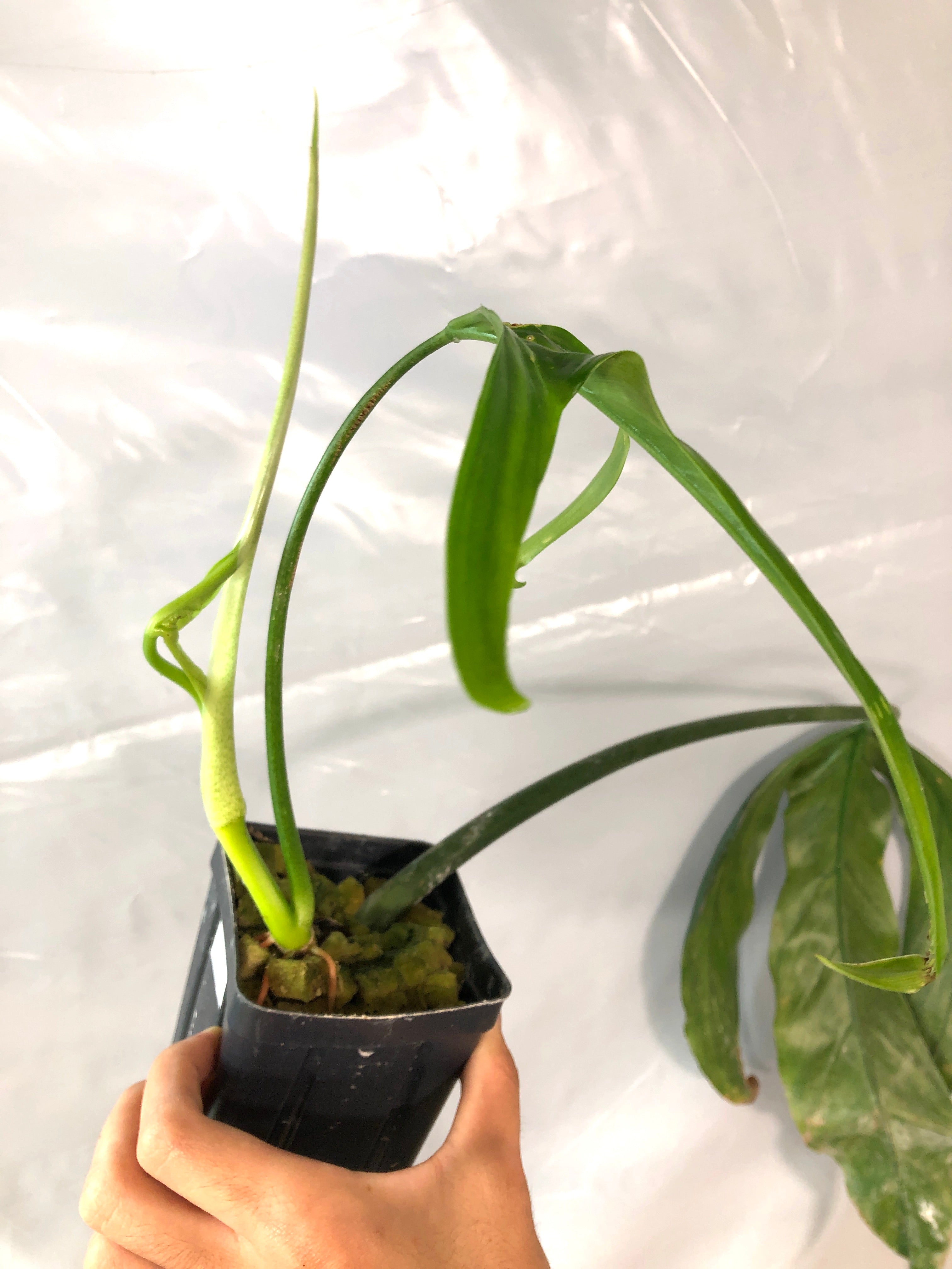 Philodendron holtonianum