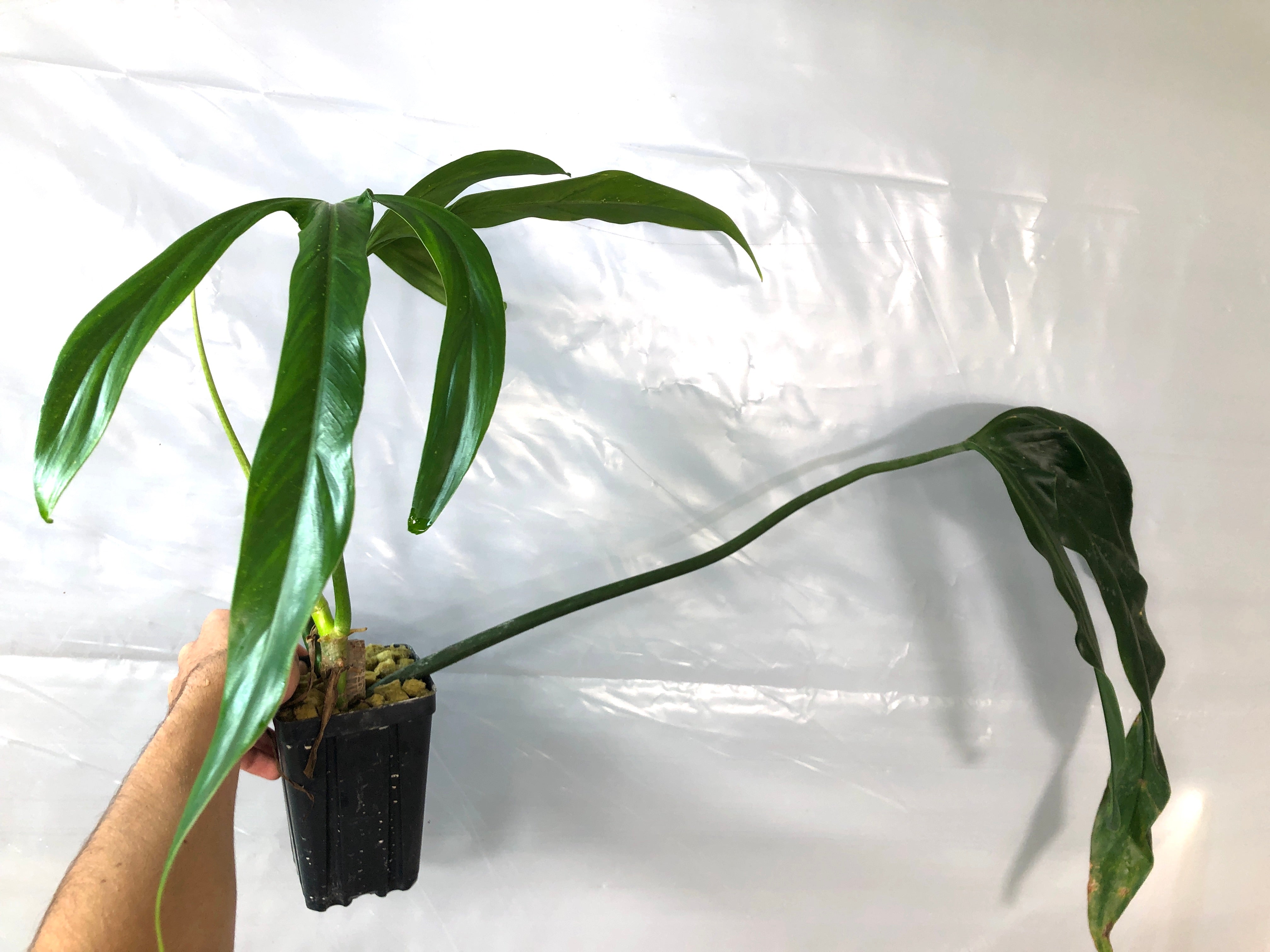 Philodendron holtonianum