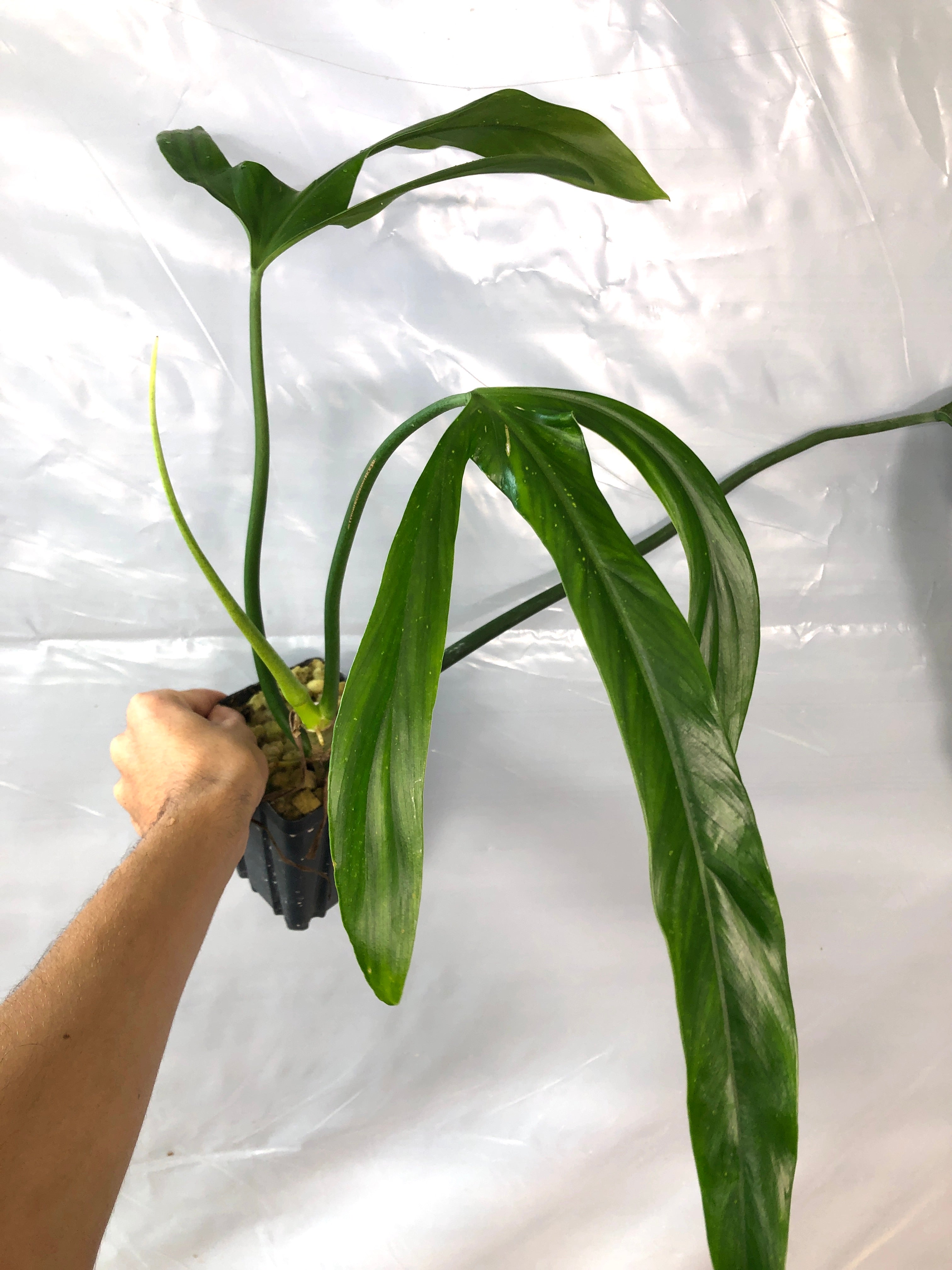 holtonianum philodendron Philodendron holtonianum