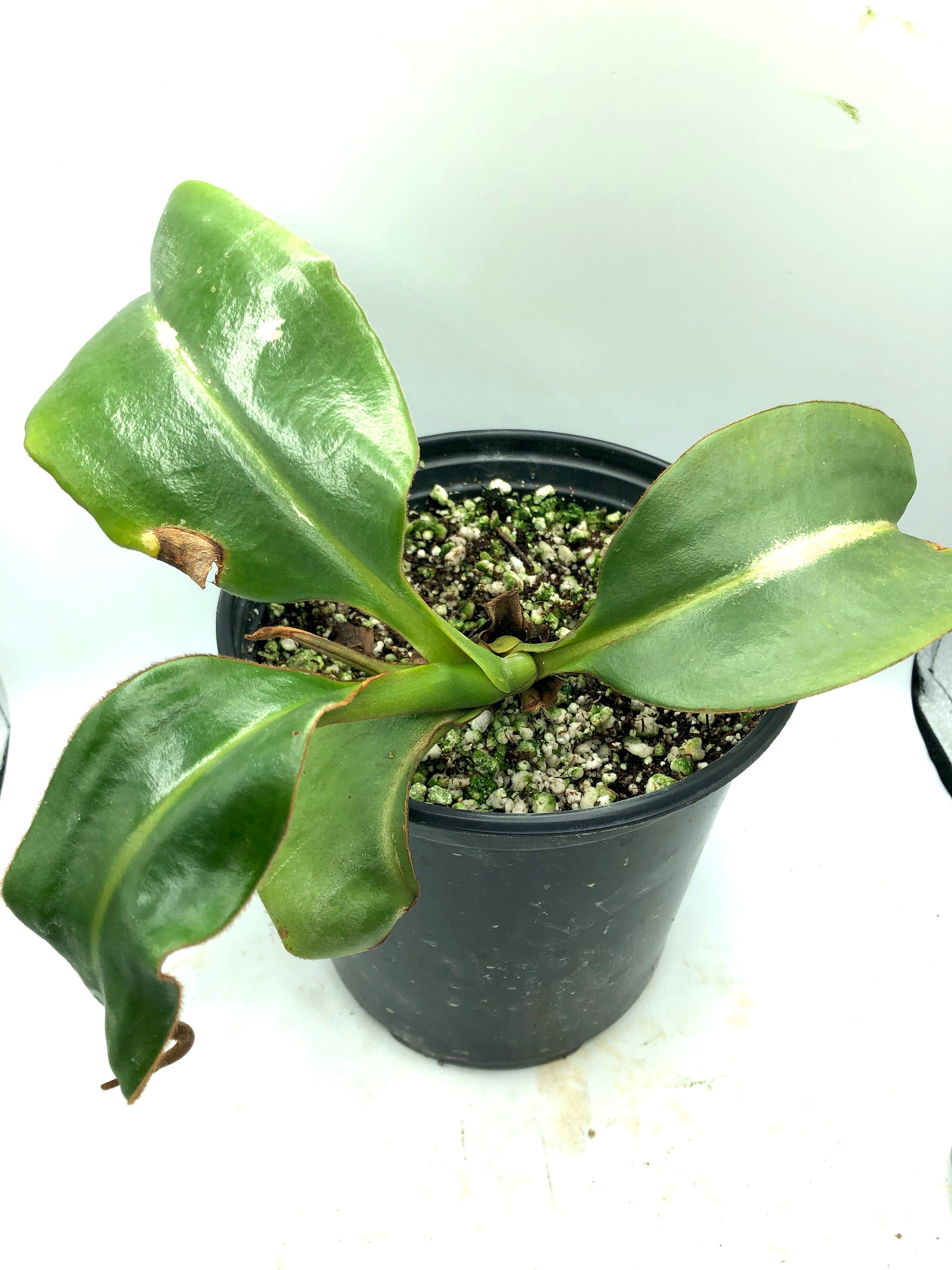 Nepenthes macrophylla Carow