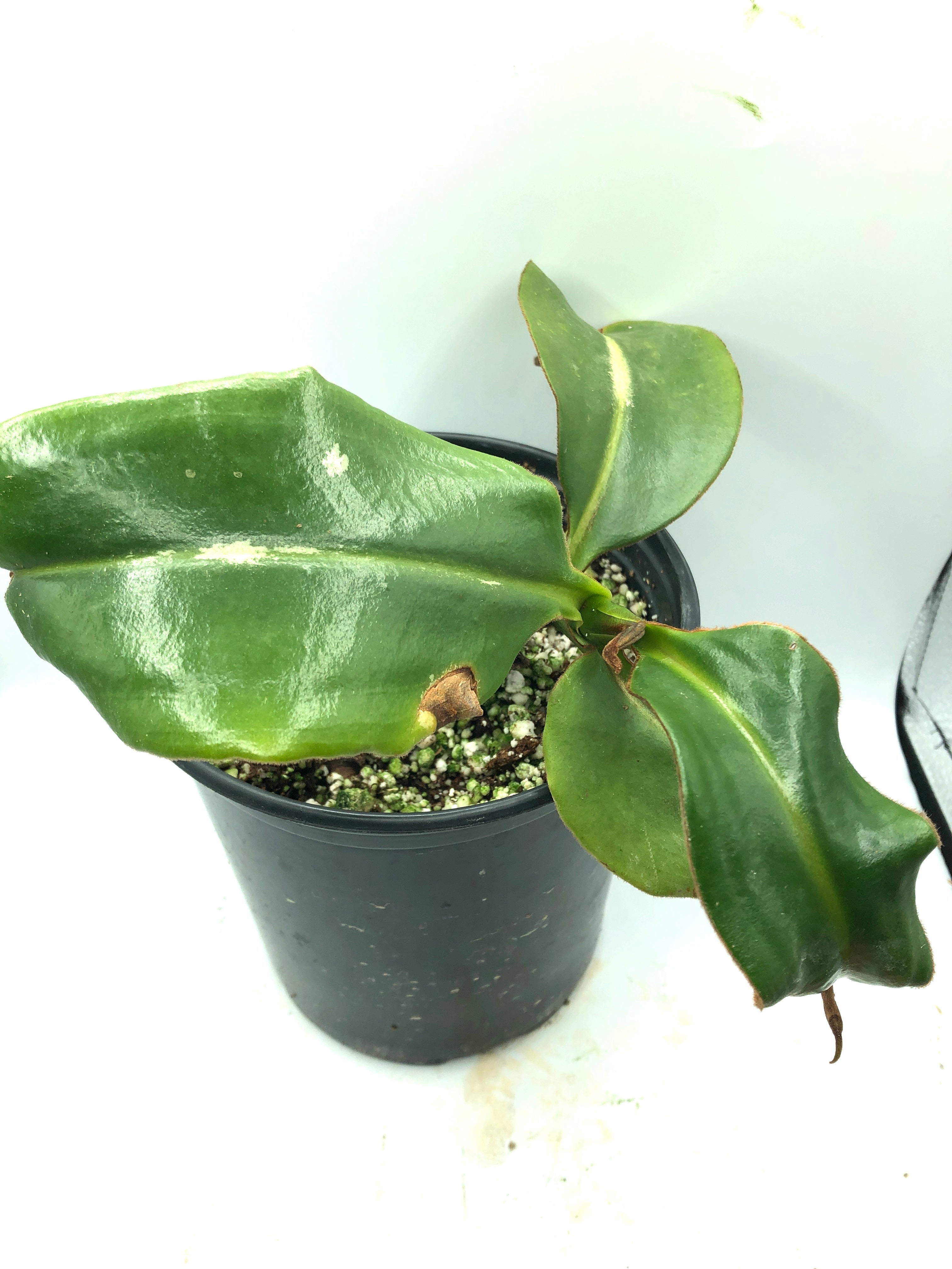 Nepenthes macrophylla Carow