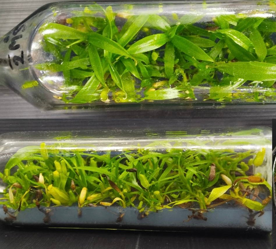 Nepenthes ulukaliana (macfarlanei) flasks Nov/Dec