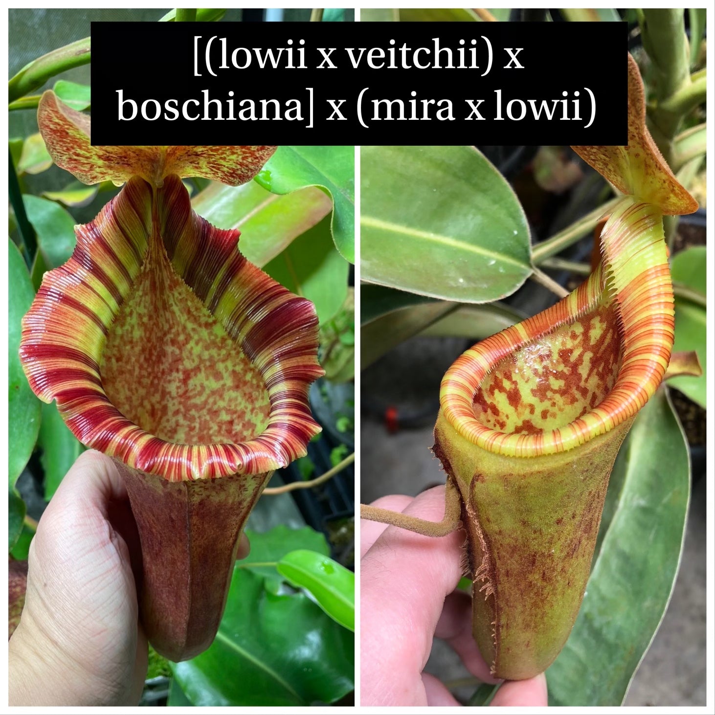 Nepenthes LVB x (mira x lowii) Seed Grown