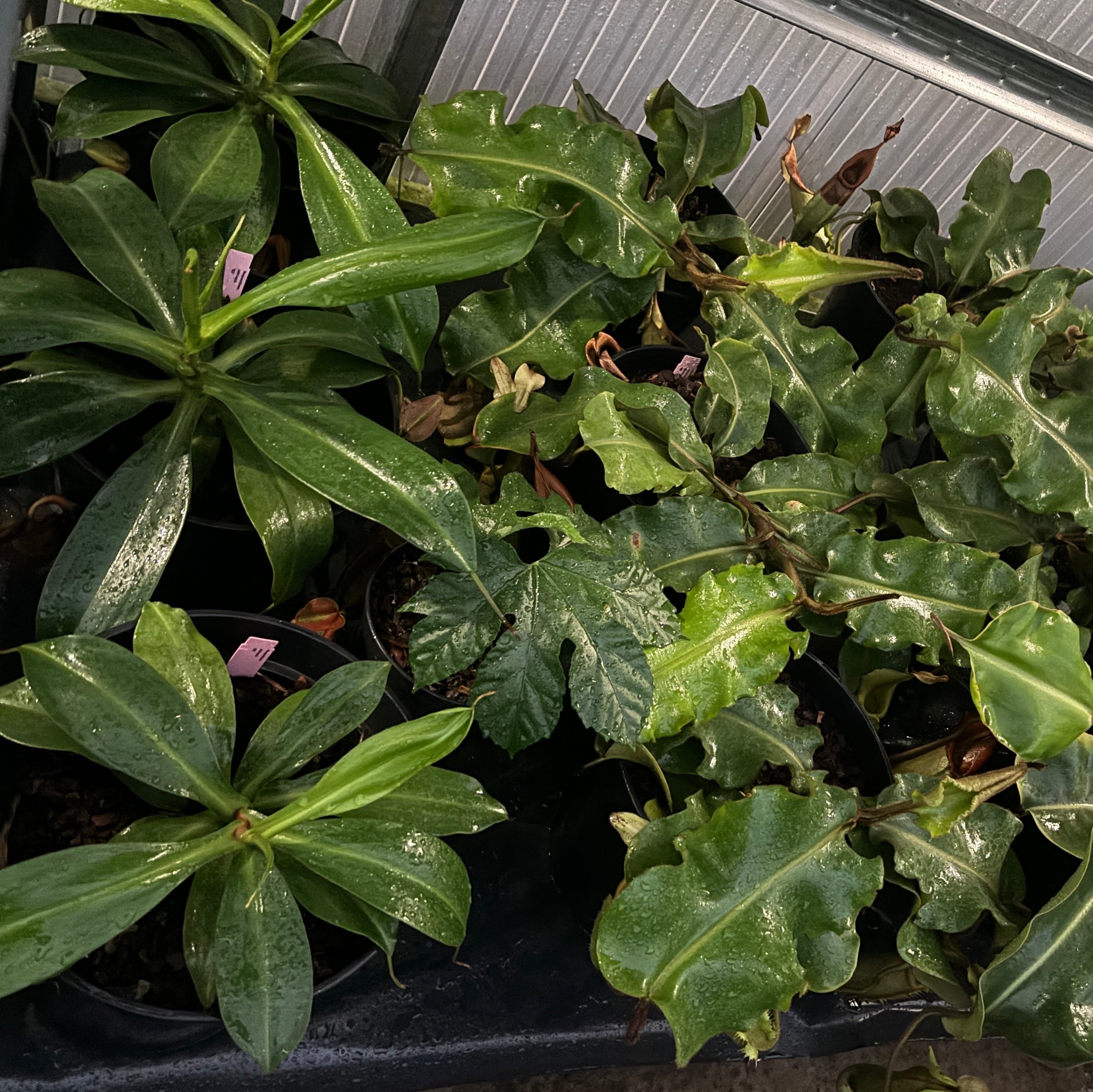 Jaggar Cross Exotics Orchid Fuel Specialty Fertilizer 8 oz