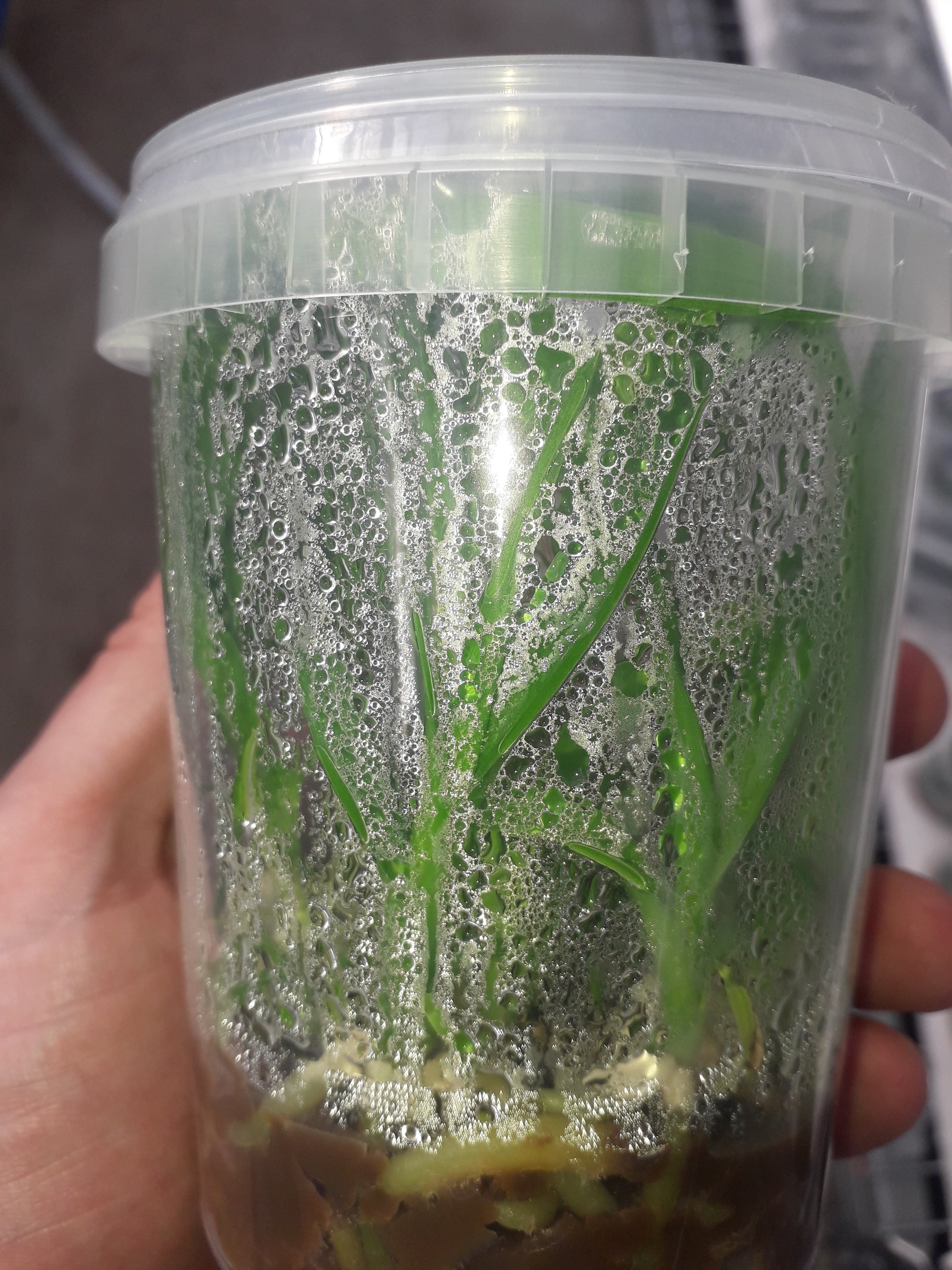 Eco2Box O95/114 Vented Tissue Culture Flasks X40 units