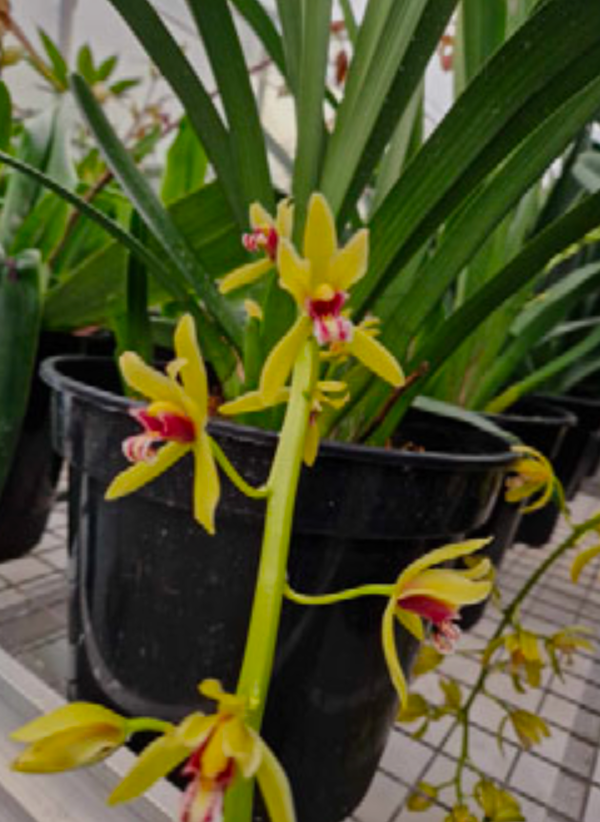 Cymbidium finlaysonianum Lan Kiem 'Mai Hoa Tien Vu' x 'Vi Hoang'