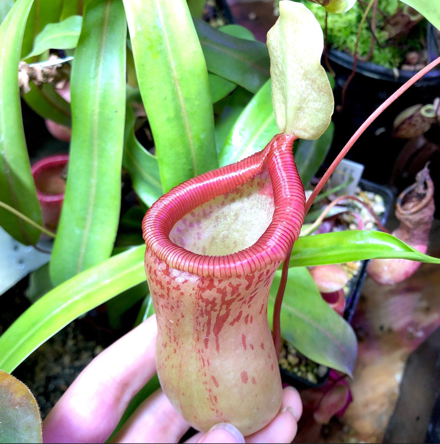 Nepenthes ventricosa x trusmadiensis Seeds