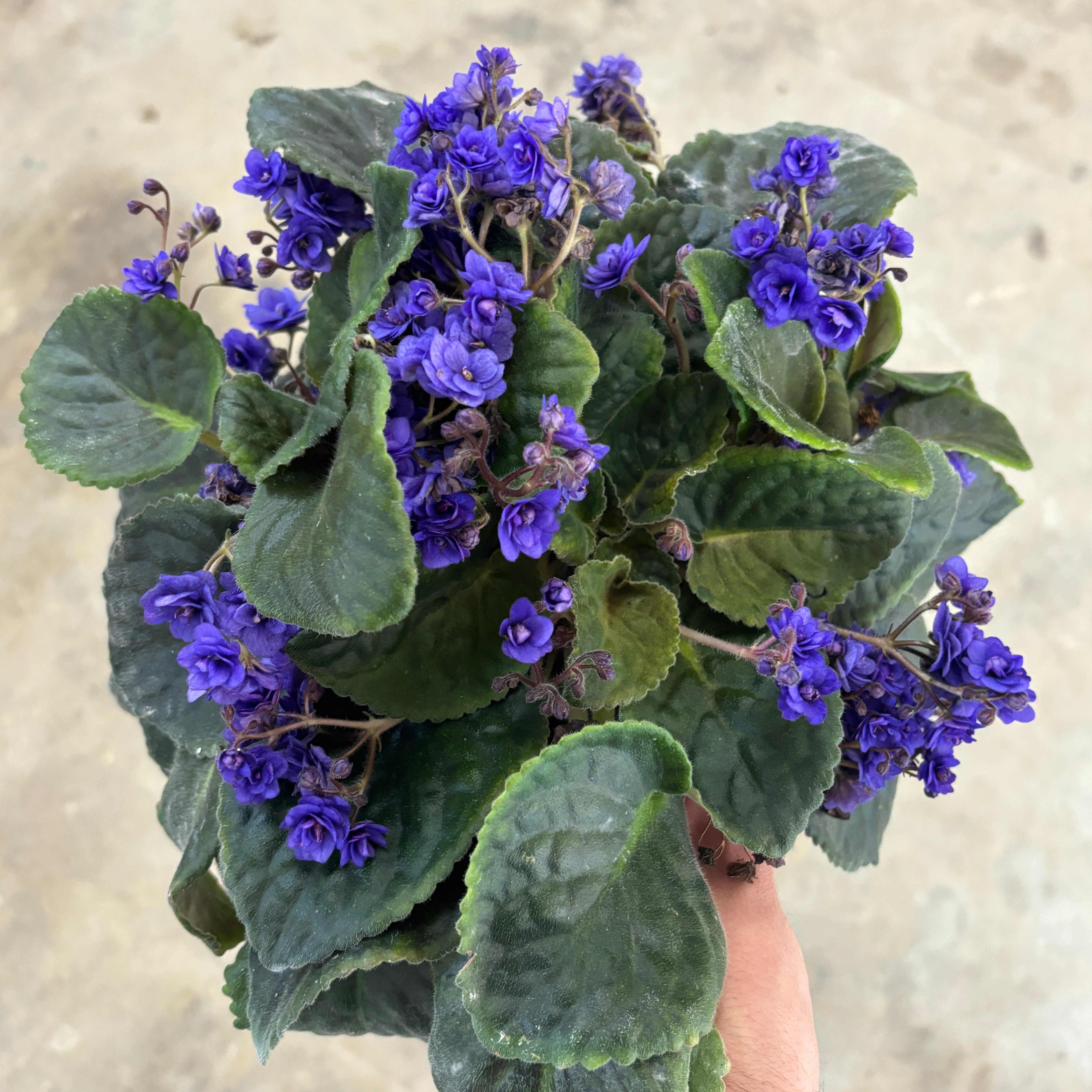 JaggarCross Green Fuel Fertilizer 8 oz