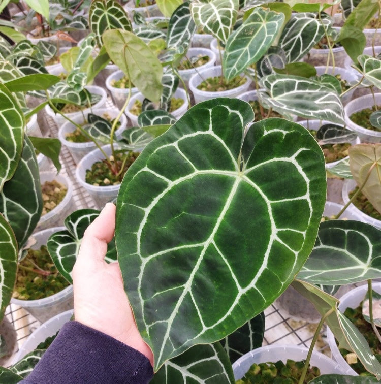 JaggarCross Green Fuel Fertilizer 8 oz