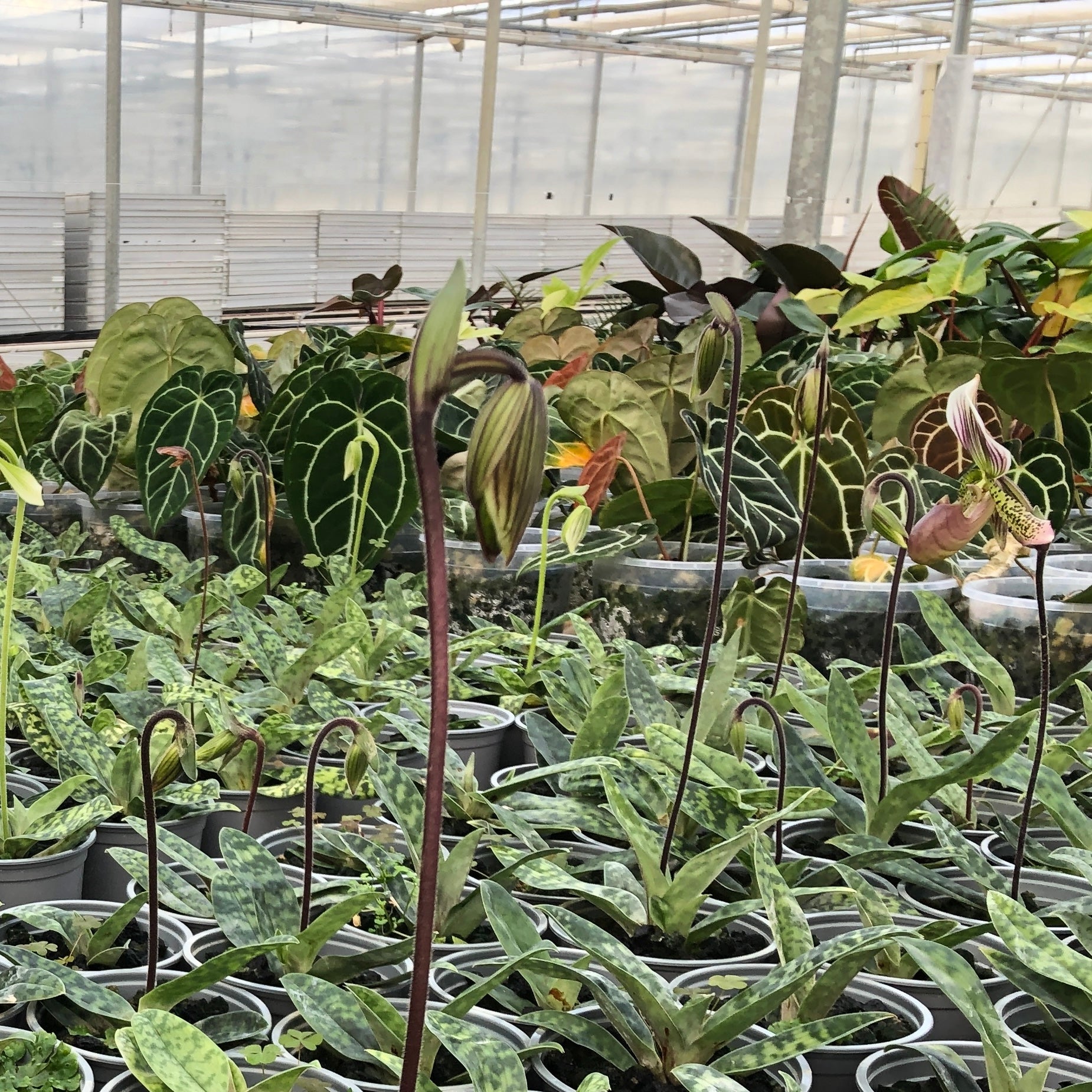 JaggarCross Green Fuel Fertilizer 8 oz