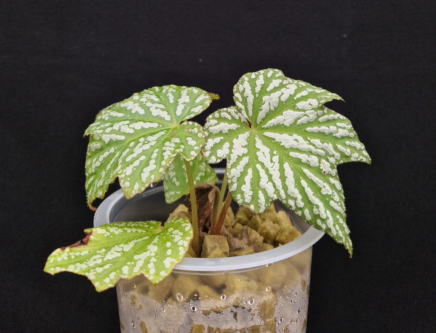 Begonia malipoensis "Ha Giang"