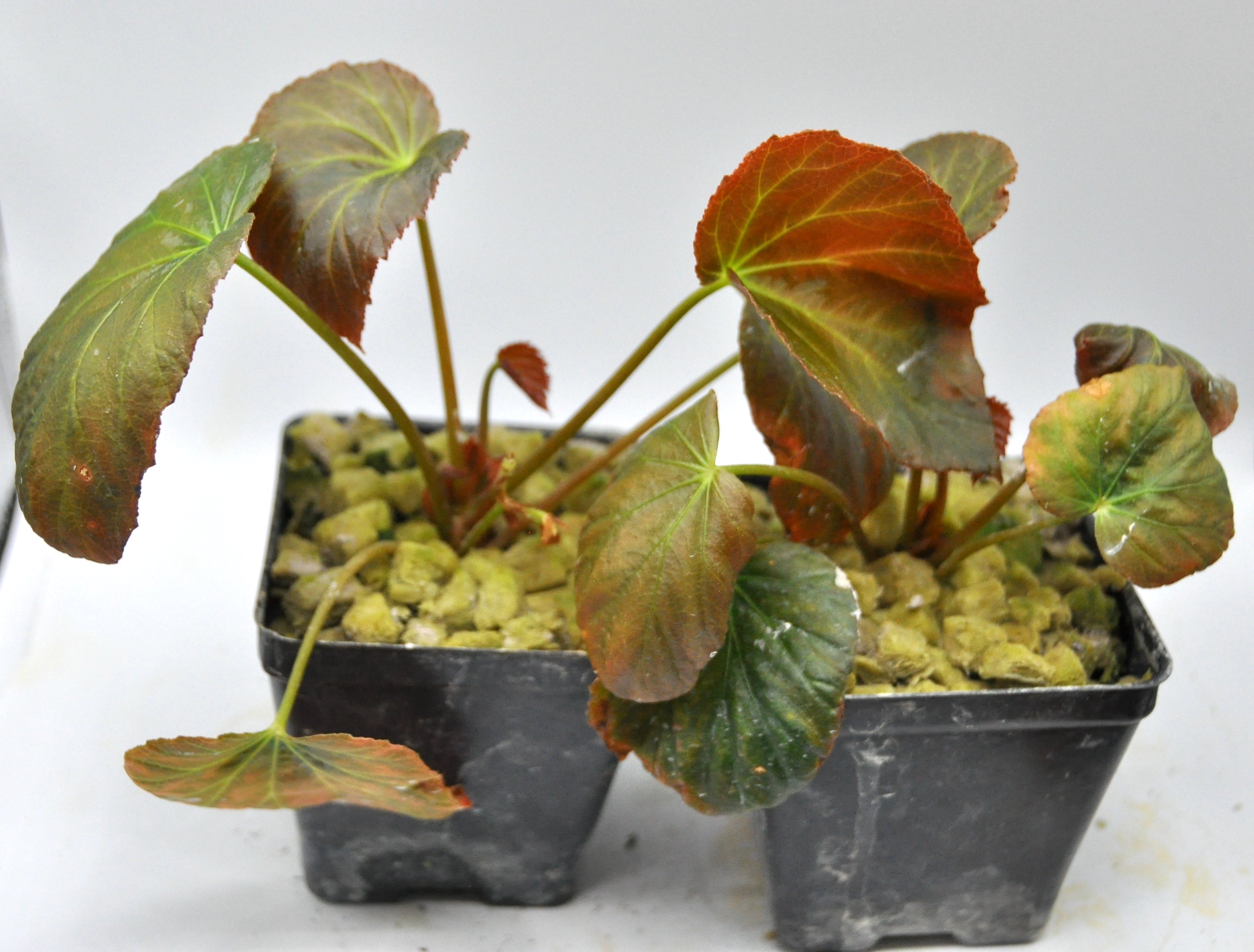 Begonia pavonina