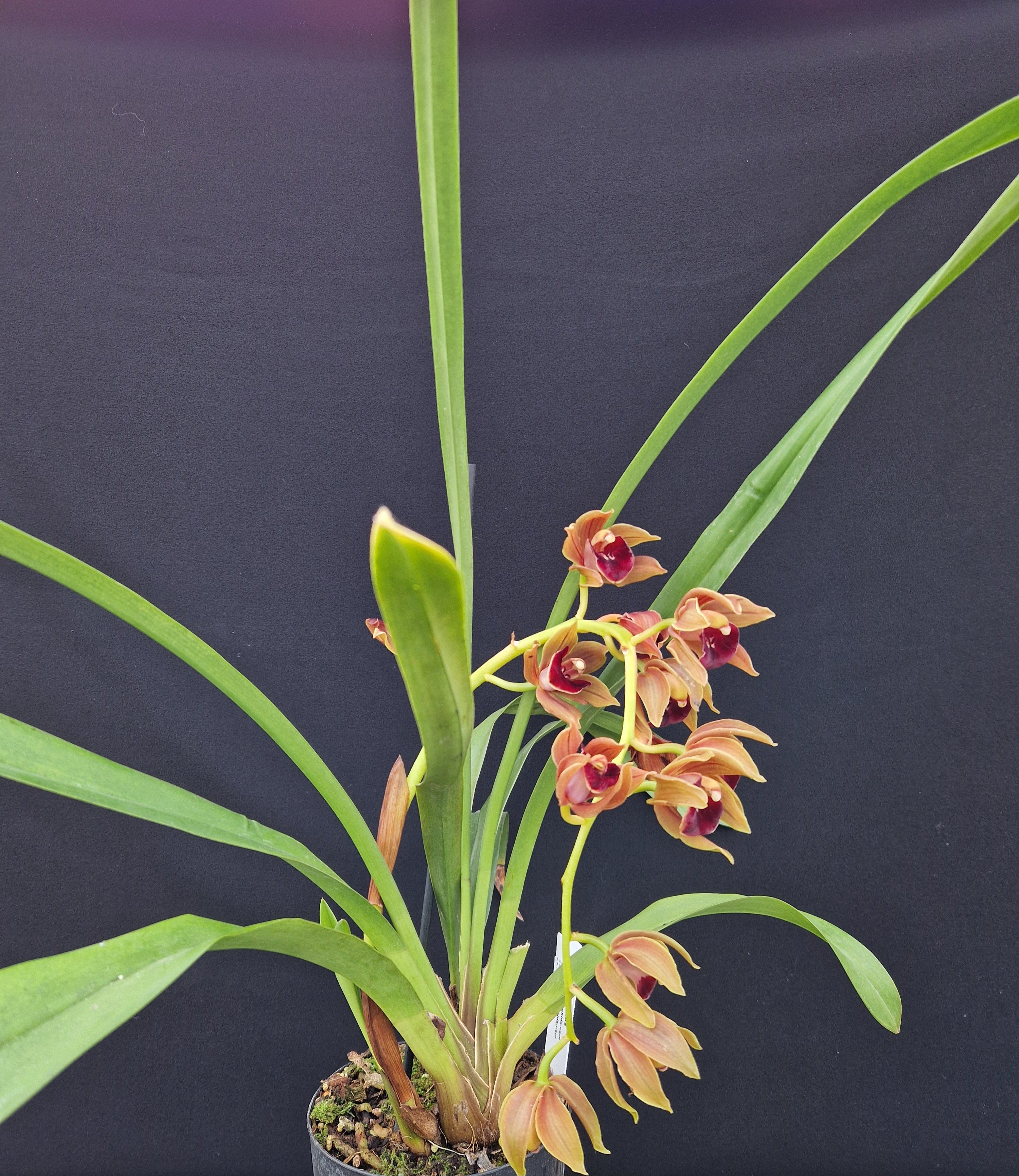 Cymbidium Kevin Hipkins