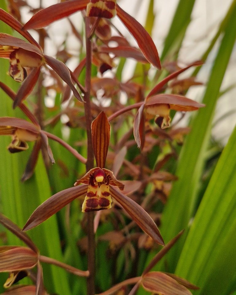 Cymbidium sinense 'Red'