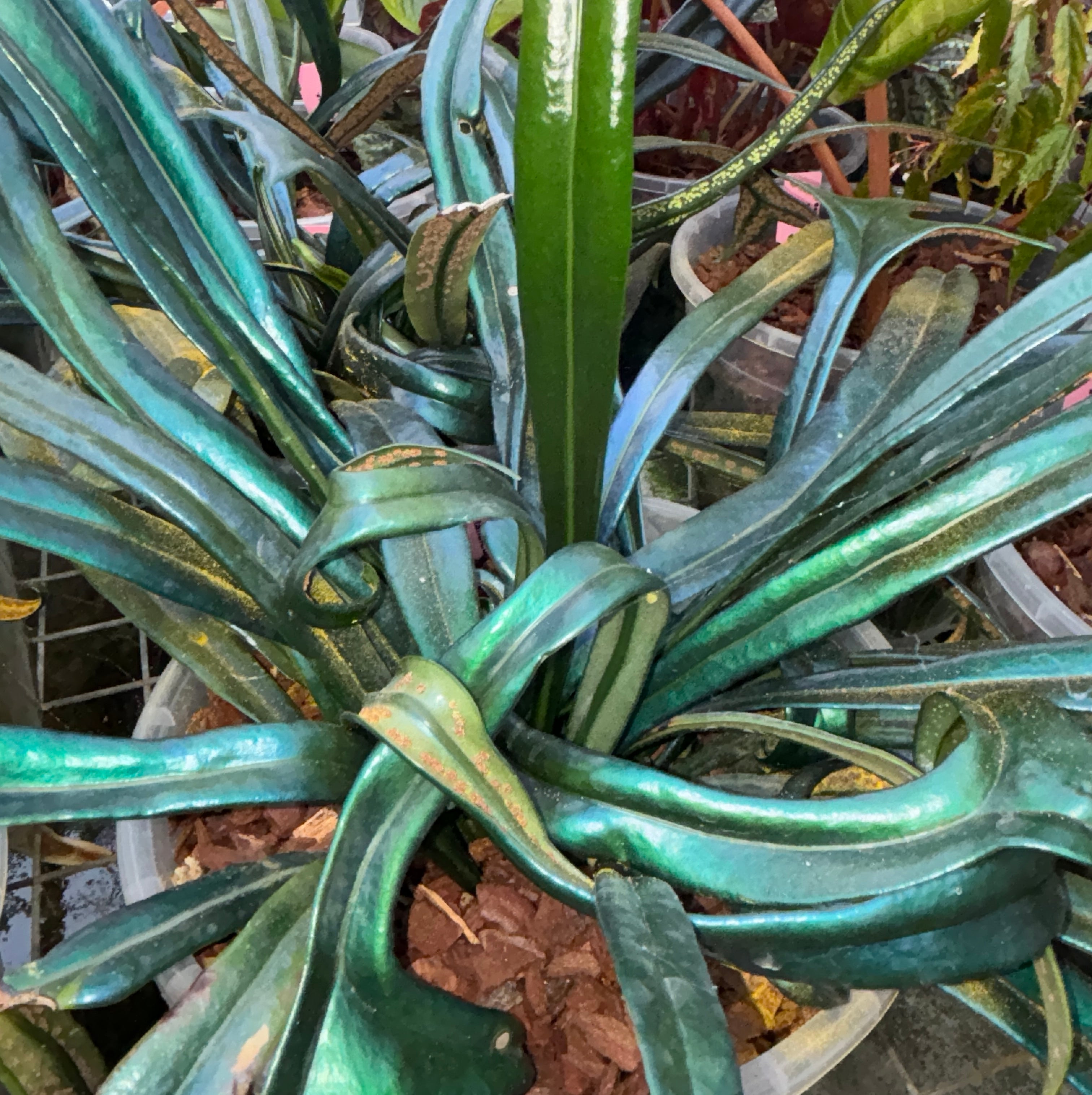 JaggarCross Green Fuel Fertilizer 8 oz