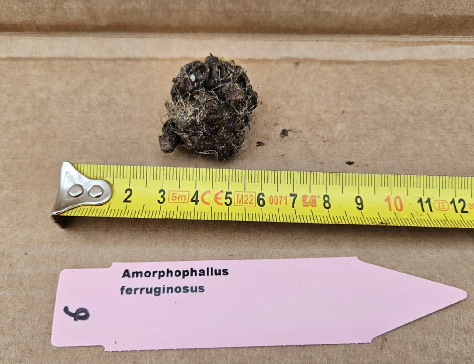 Amorphophallus ferruginosus small