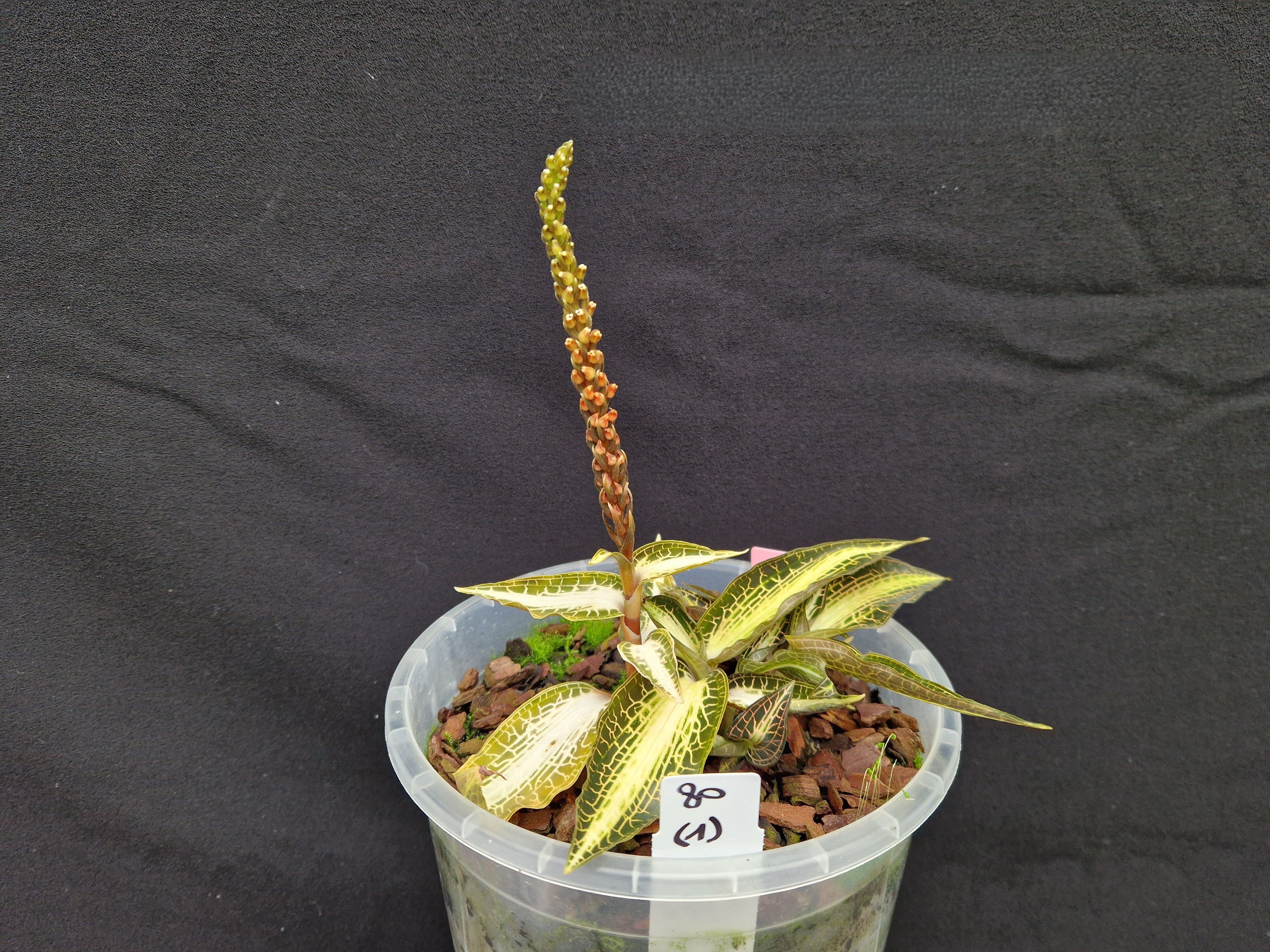 Goodyera rostellata