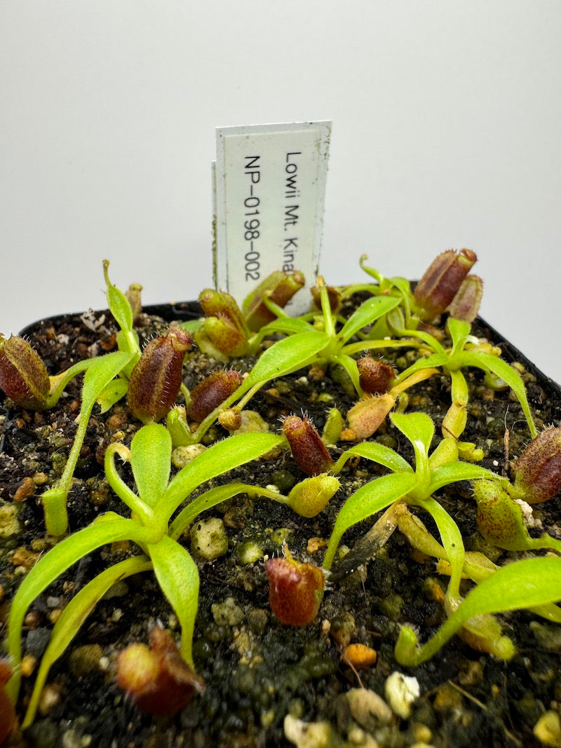 Nepenthes lowii Kinabalu NP