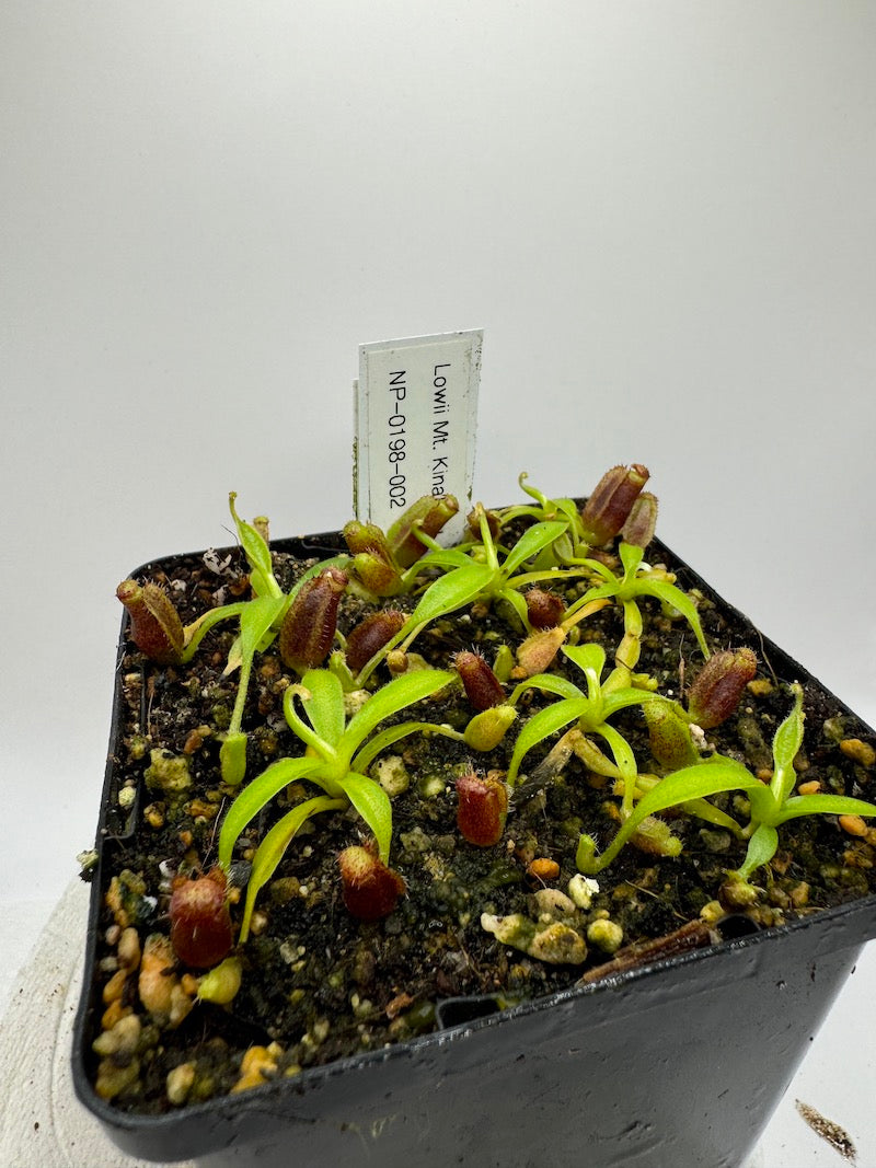 Nepenthes lowii Kinabalu NP