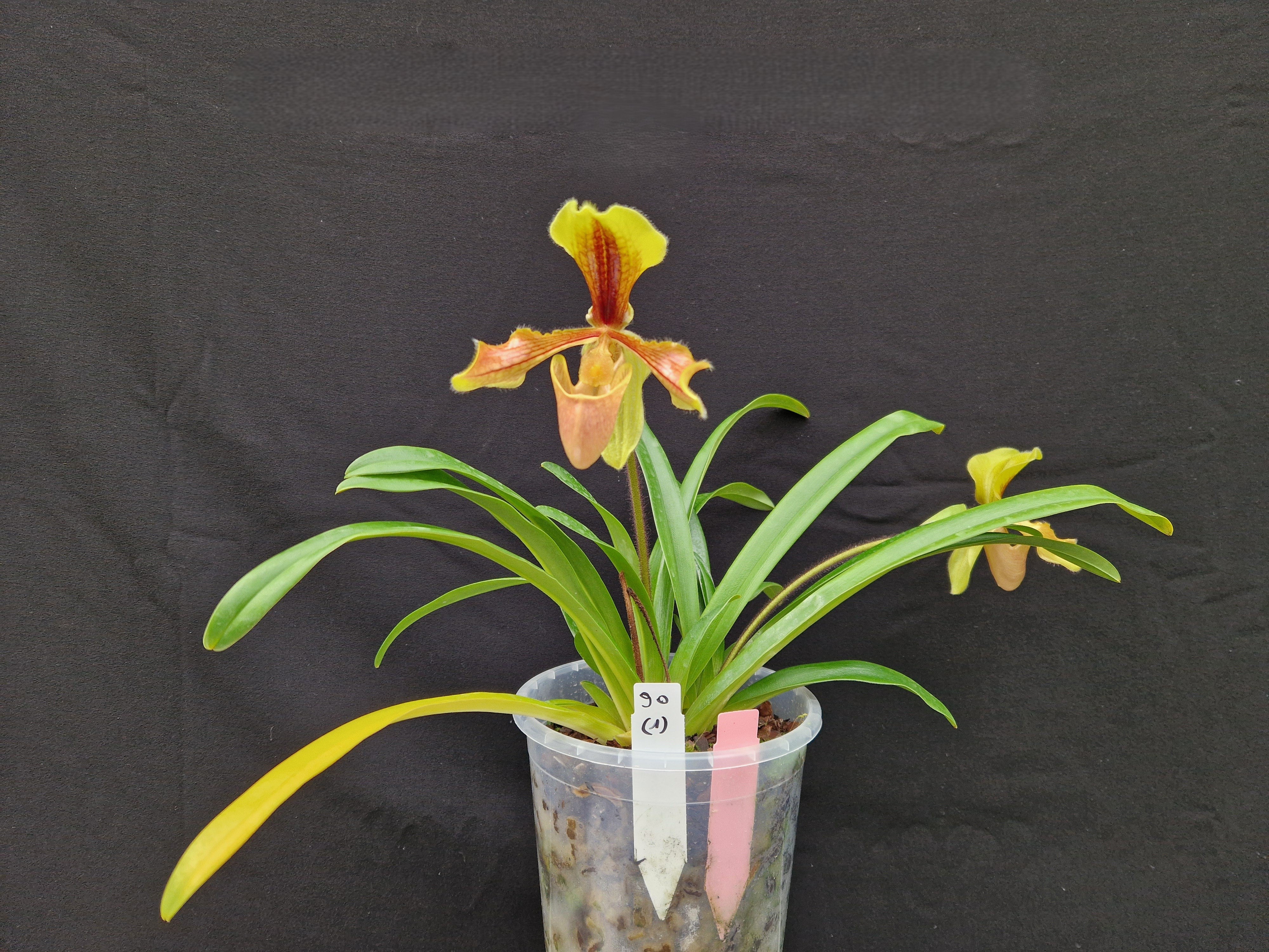 Paphiopedilum laichauense