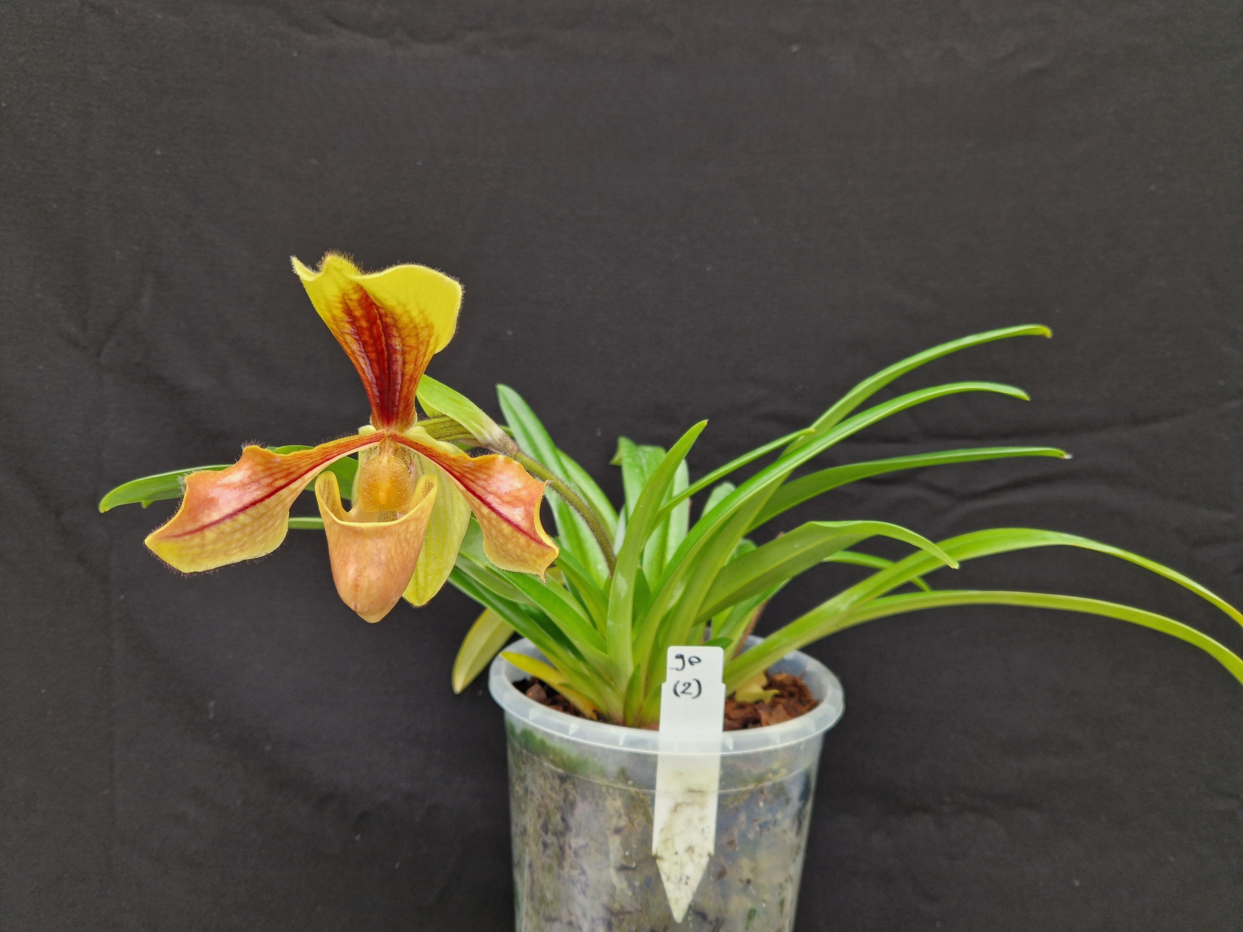 Paphiopedilum laichauense