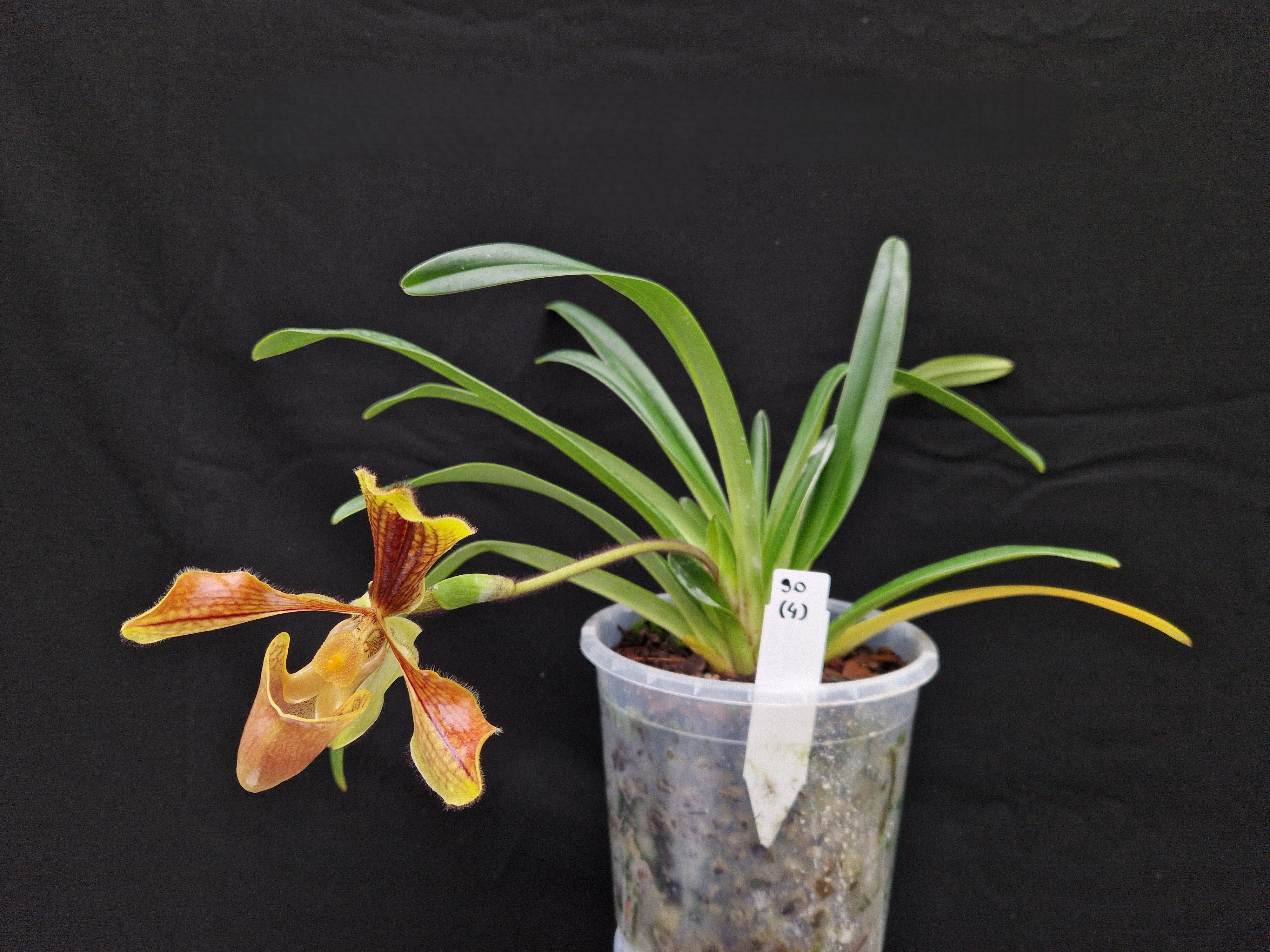 Paphiopedilum laichauense