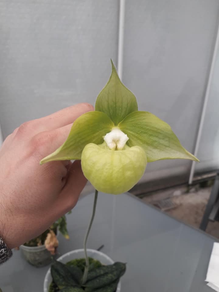 Paphiopedilum malipoense var. album