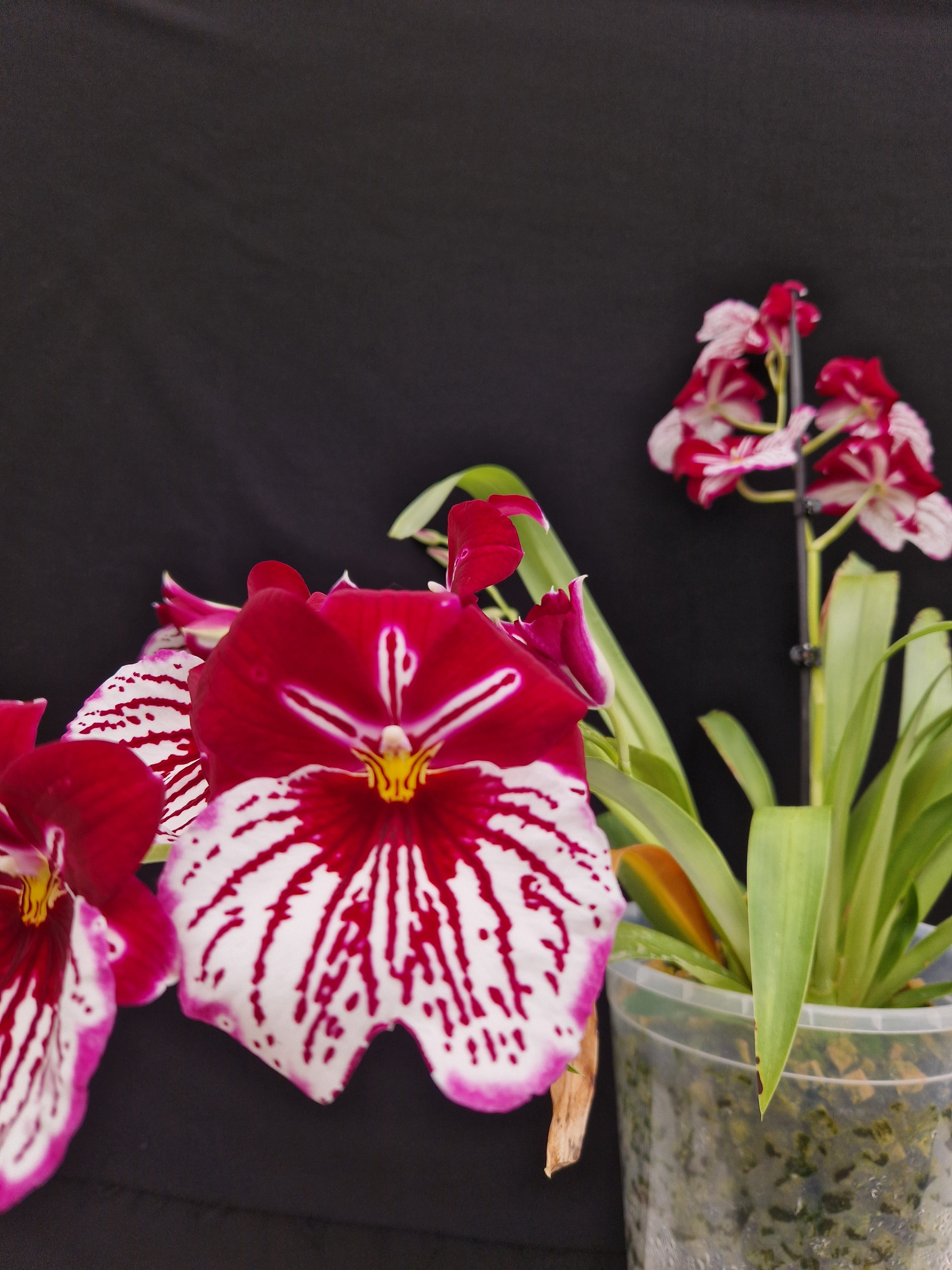 Miltoniopsis 'Eric Young Orchid Foundation'