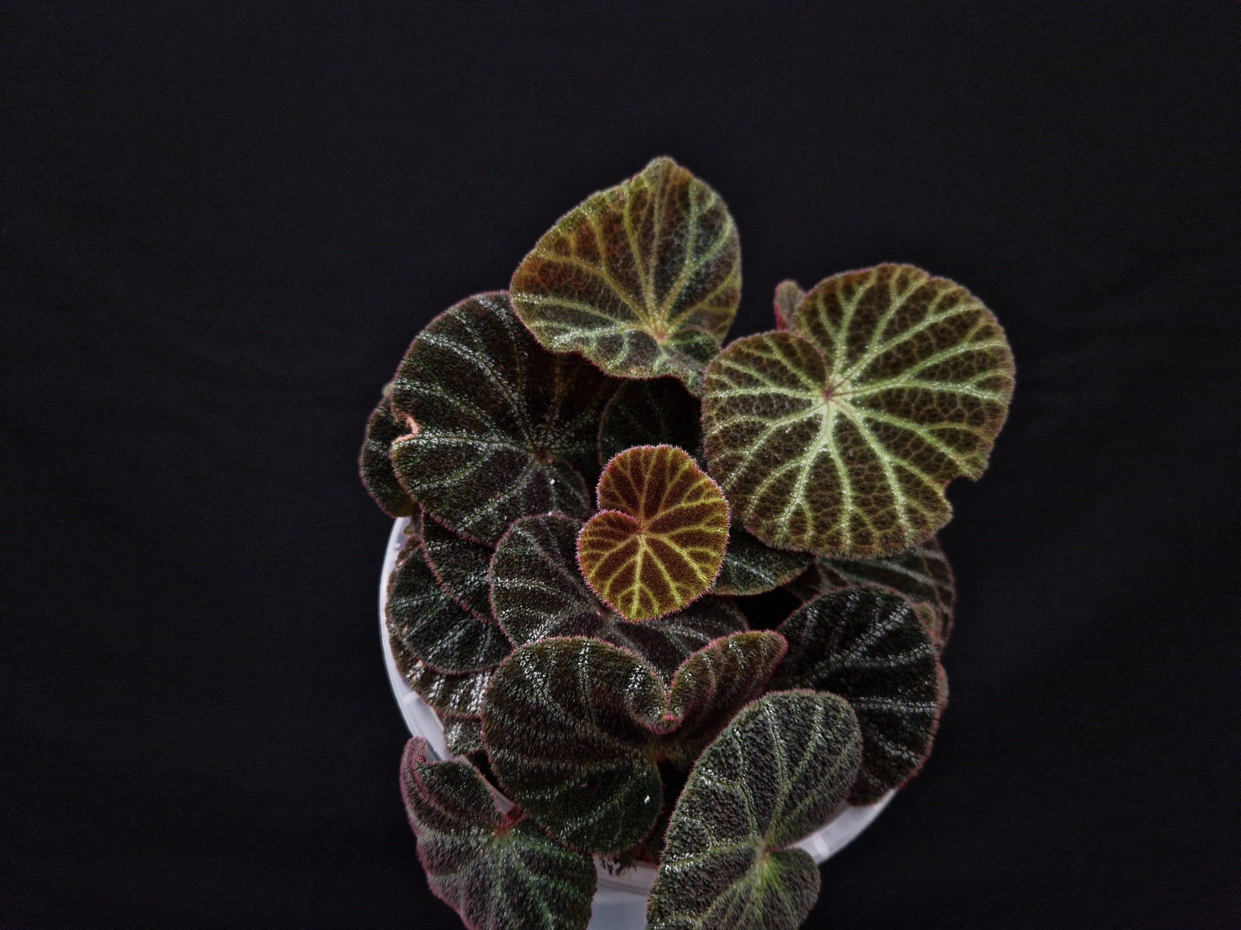 Begonia ninmingensis var. bella