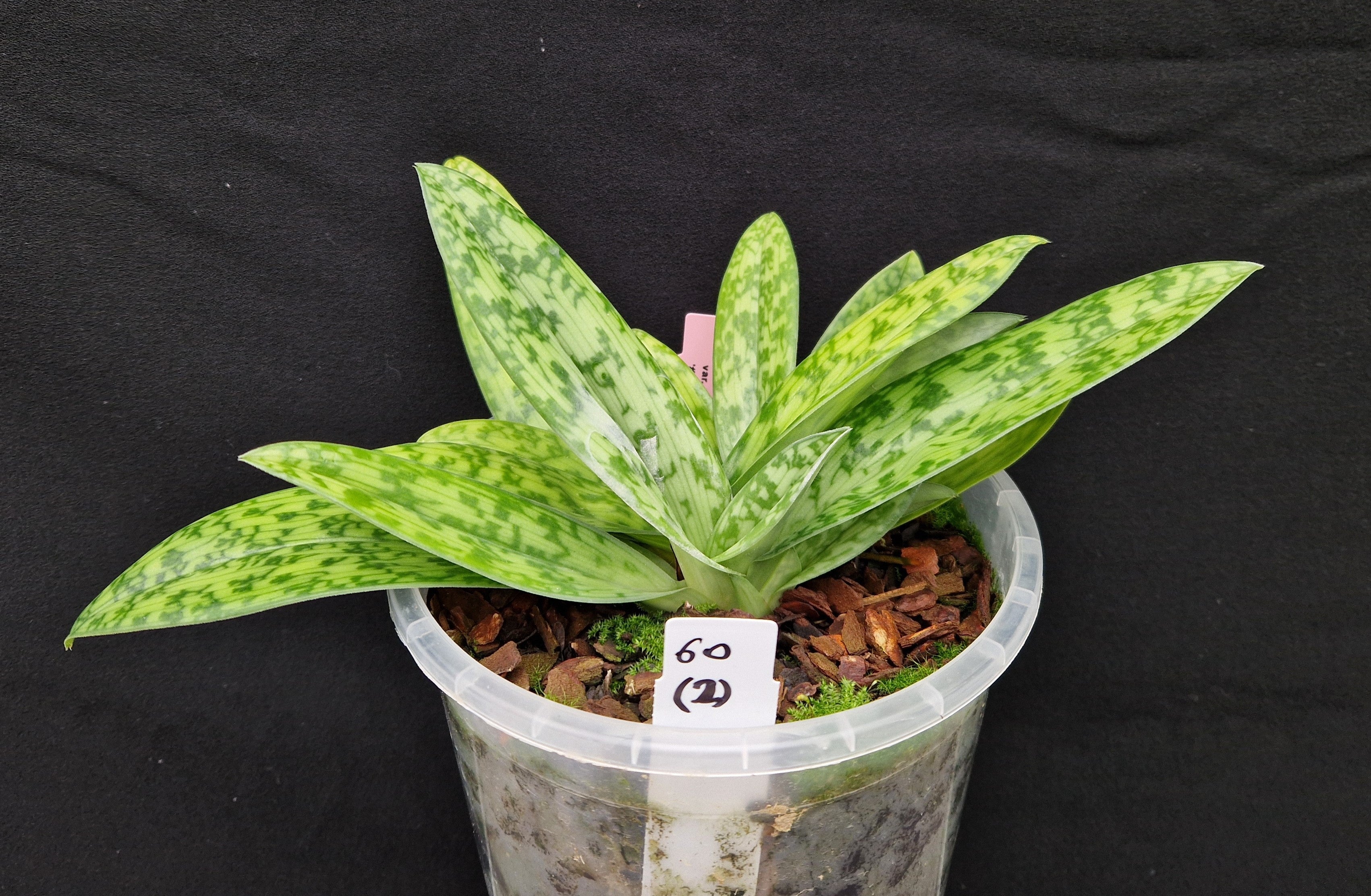 Paphiopedilum callosum var sublaeve