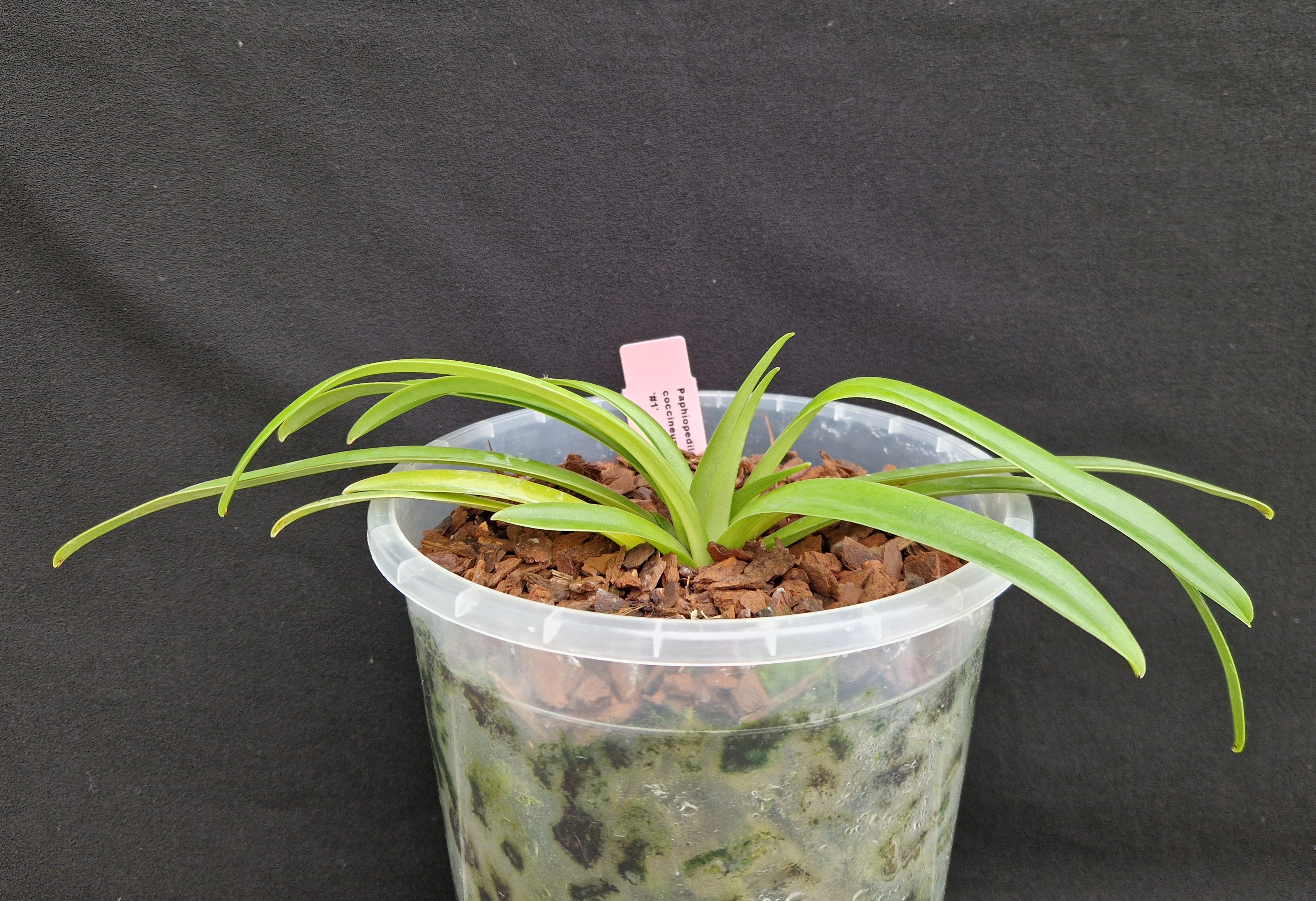 Paphiopedilum coccineum