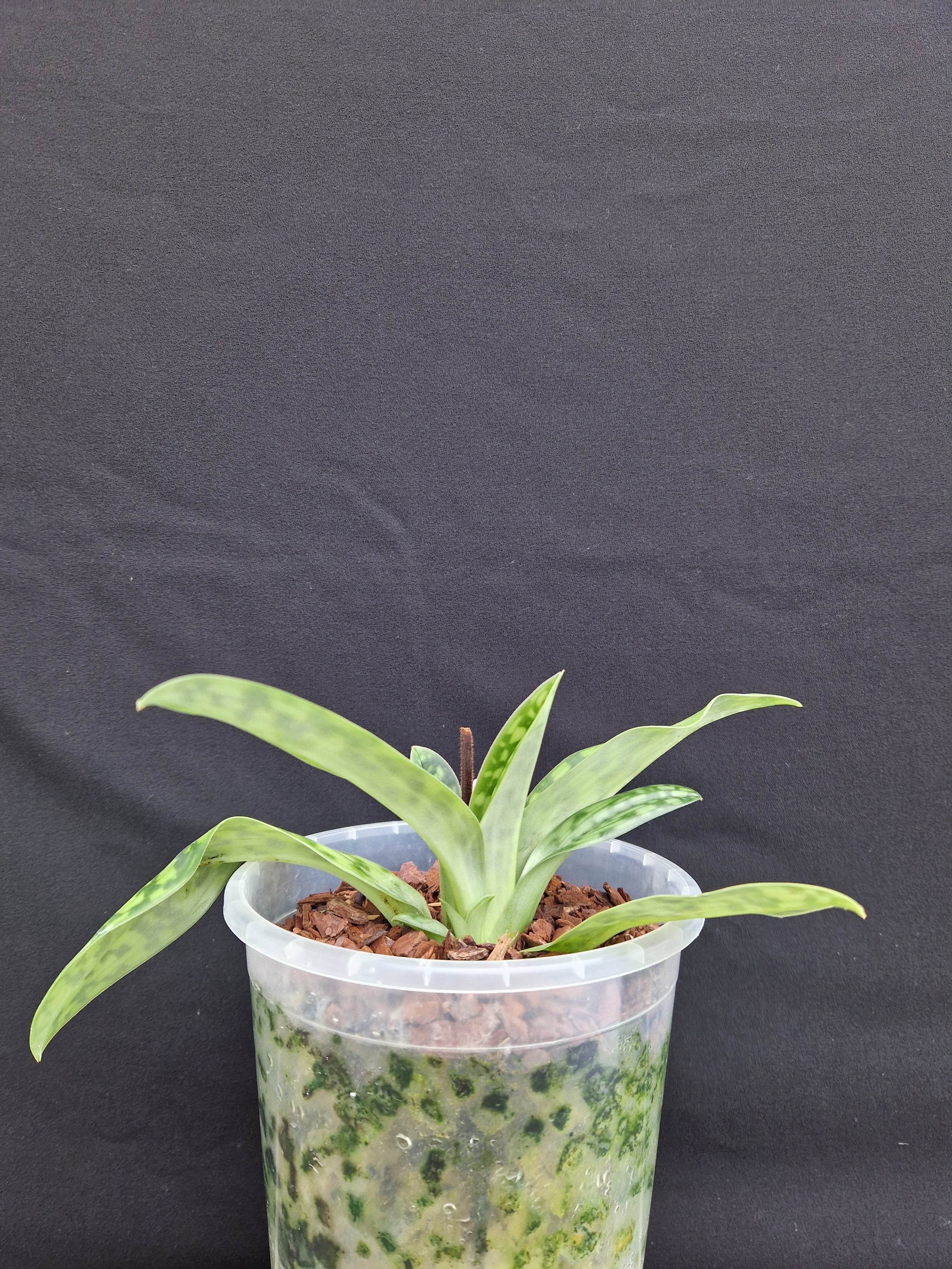 Paphiopedilum Godeurfou