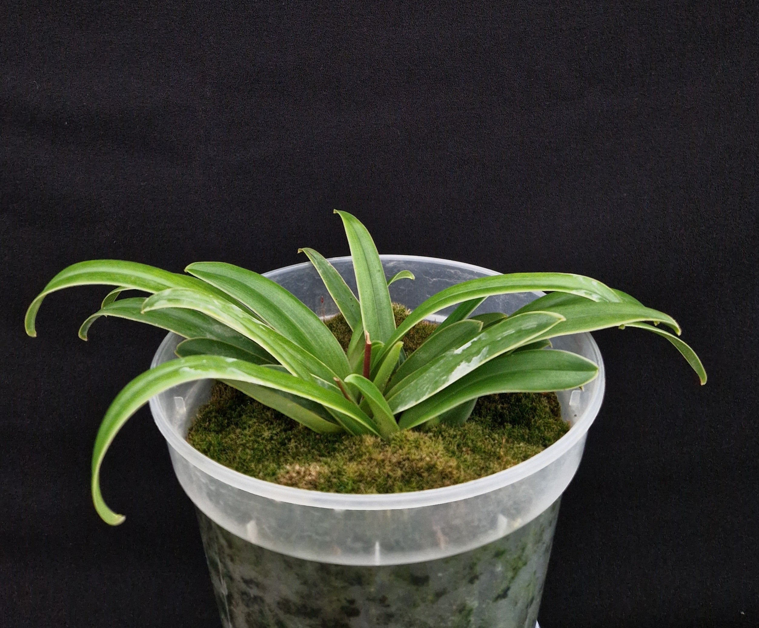 Paphiopedilum henryanum