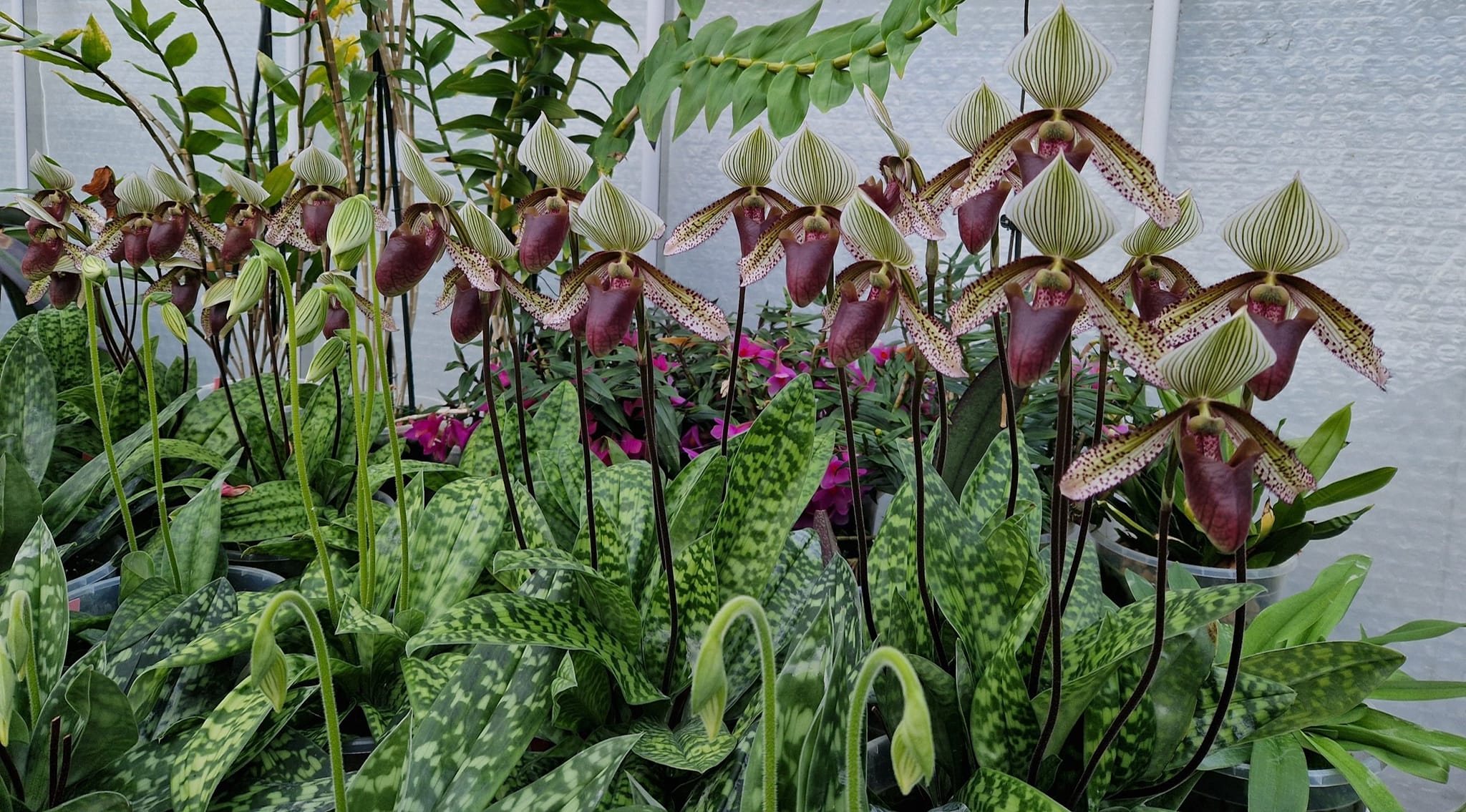 Paphiopedilum Cymatodes