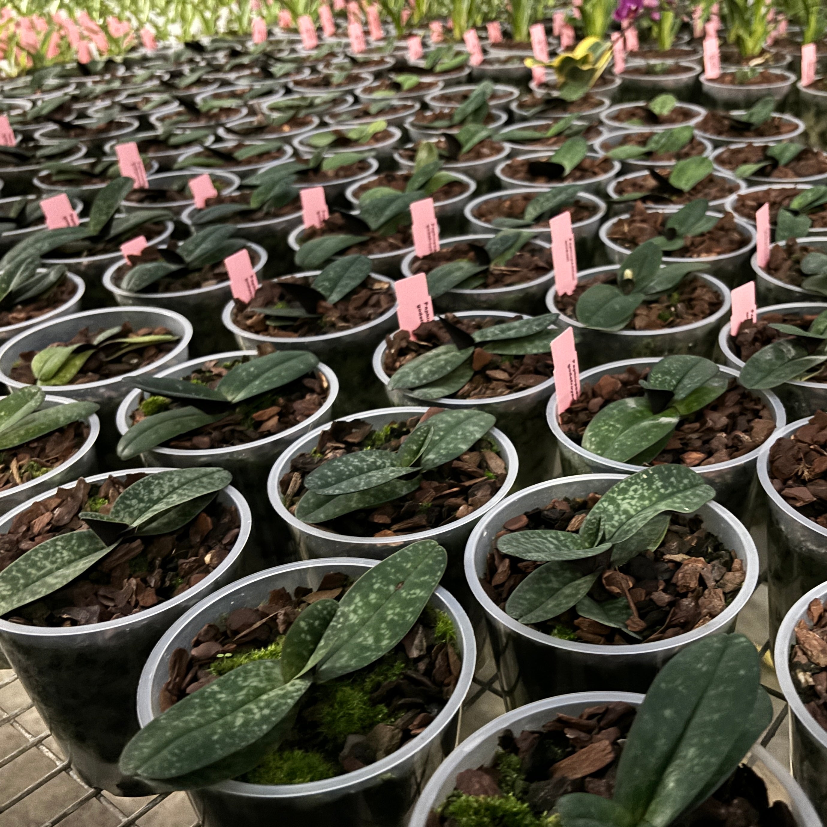 Jaggar Cross Exotics Orchid Fuel Specialty Fertilizer 8 oz