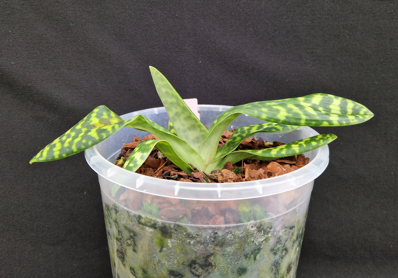 Paphiopedilum lawrenceanum '#2'