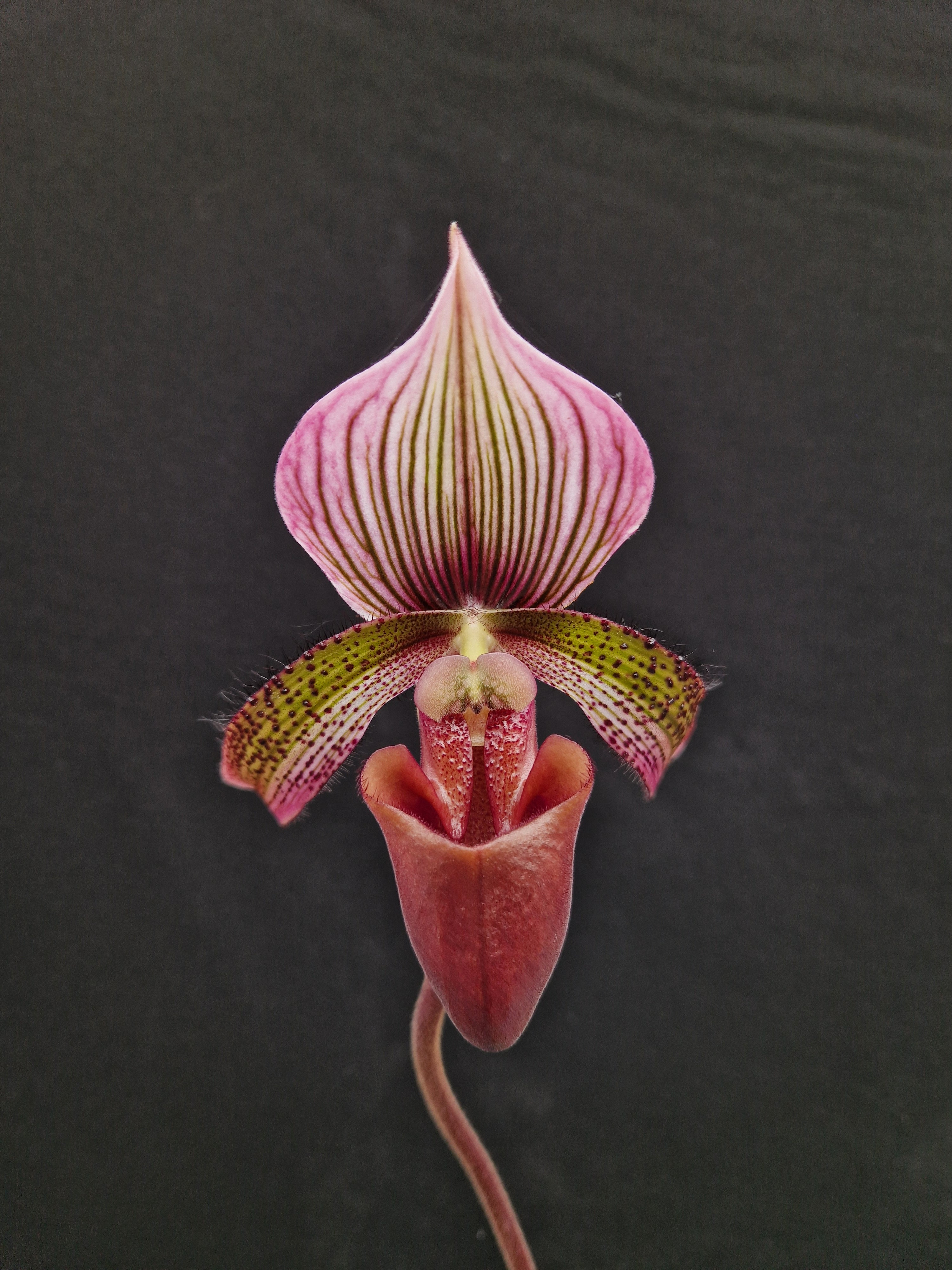 Paphiopedilum Red Pepper