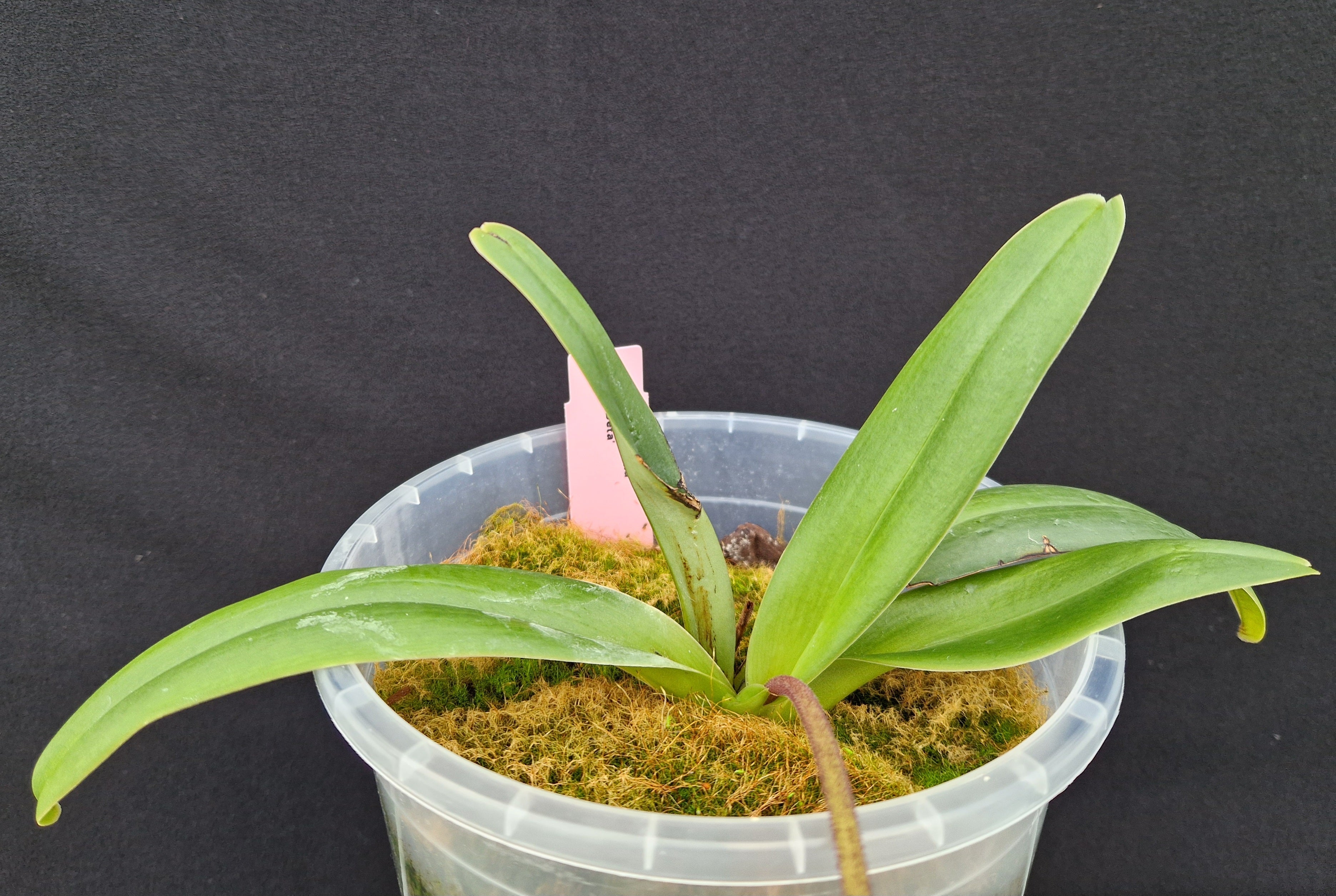 Paphiopedilum Senne Lena 'Beta'