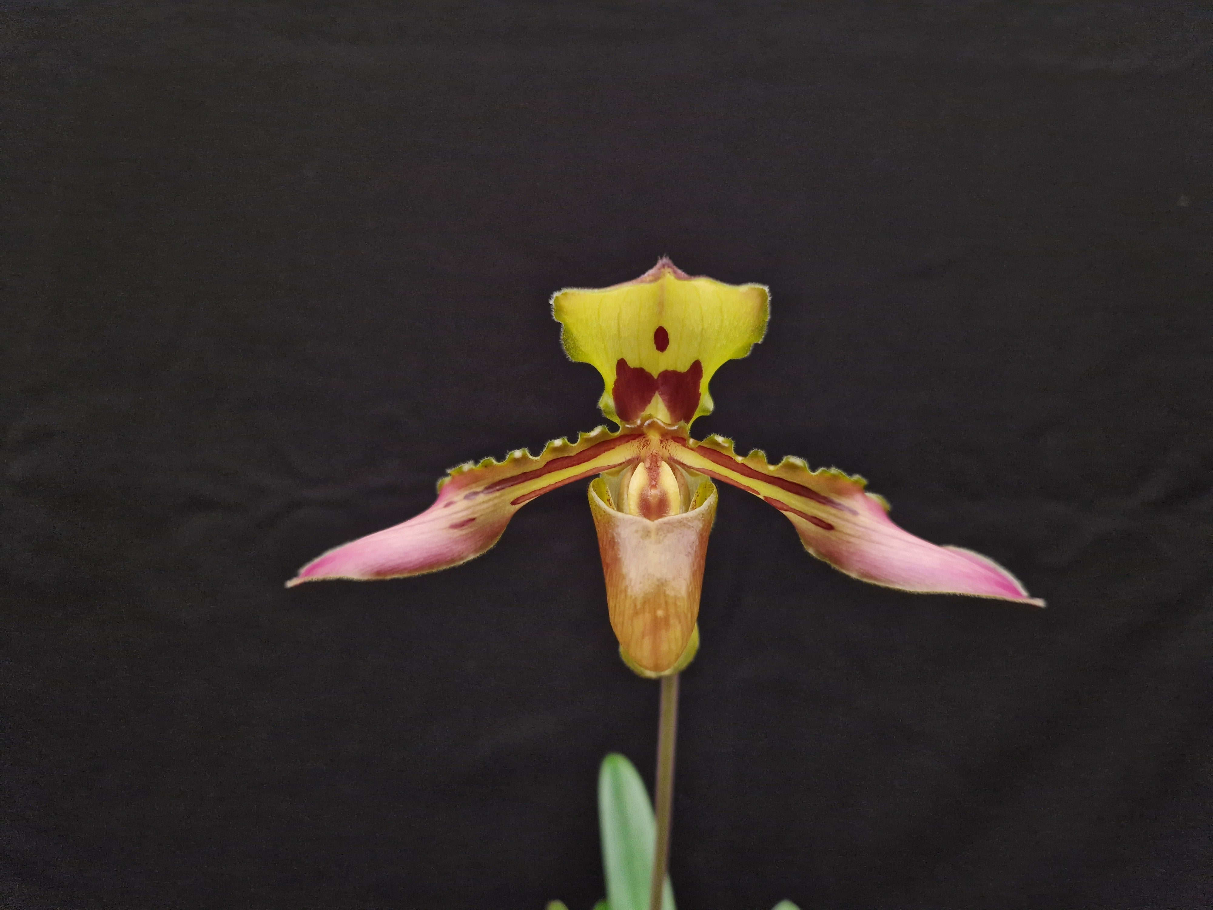 Paphiopedilum tigrinum SELECT!