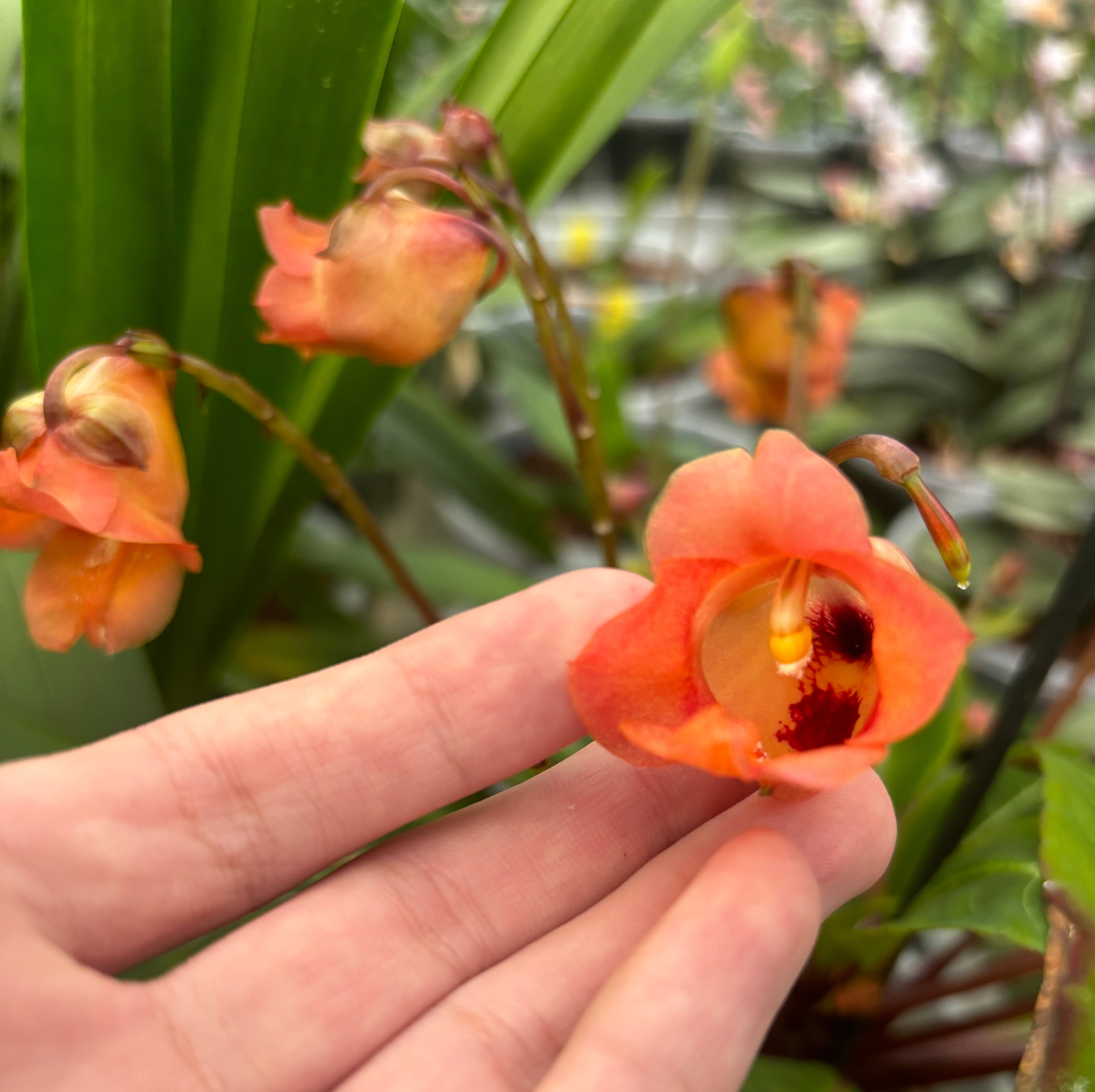 JaggarCross Green Fuel Fertilizer 8 oz