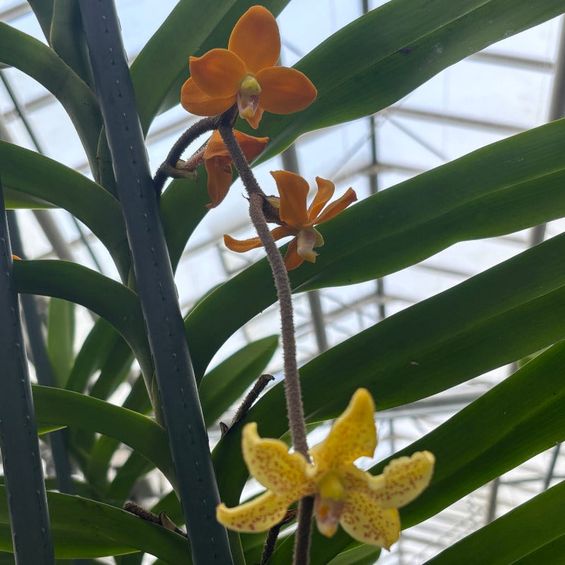 Jaggar Cross Exotics Orchid Fuel Specialty Fertilizer 8 oz