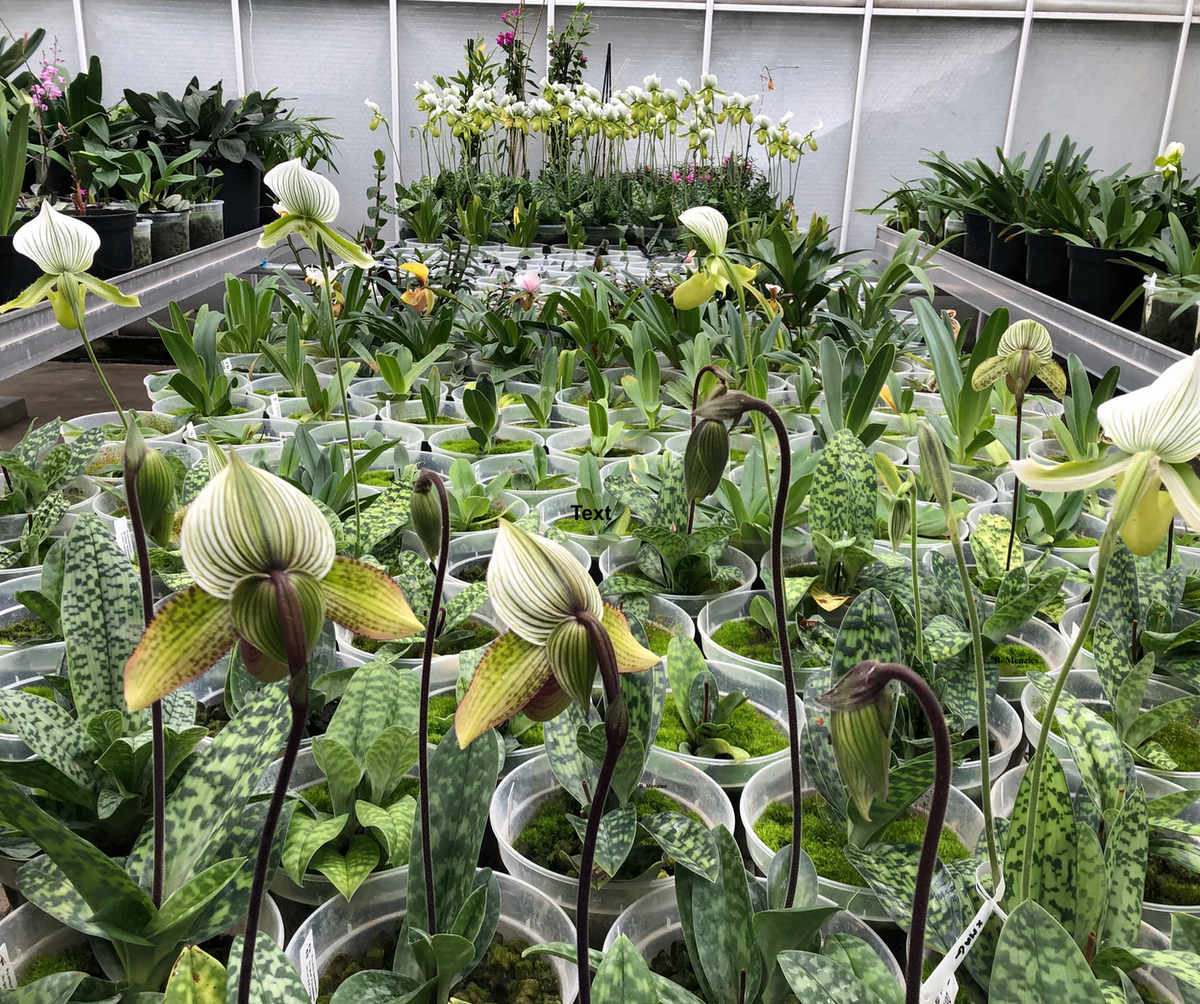 Cymbidium insigne
