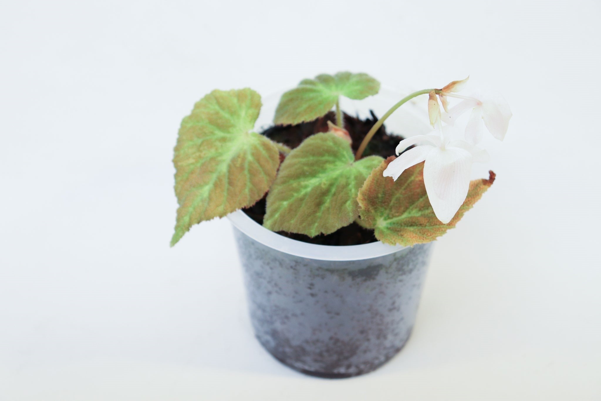 Begonia sp. Sumatra